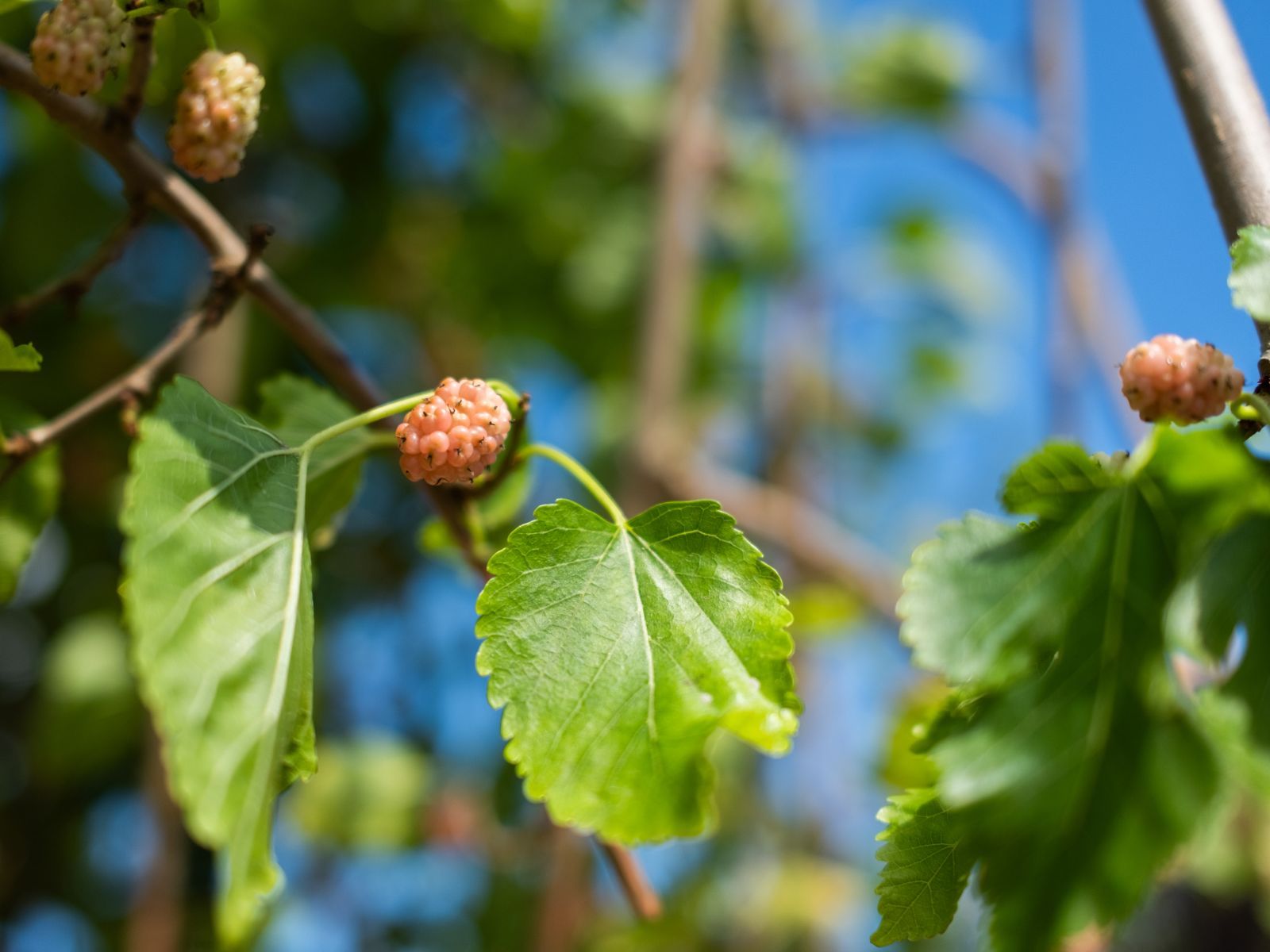 Morus alba Pendula Treur Zomertijd blad