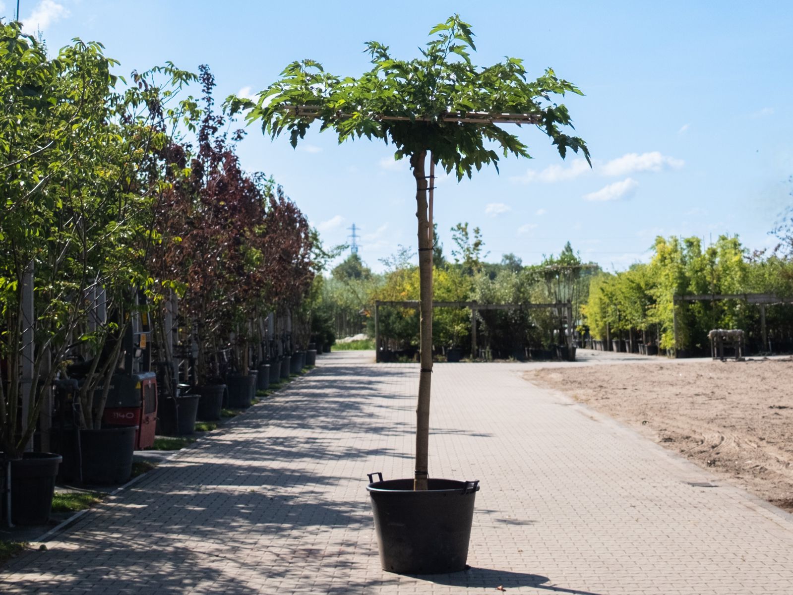Morus alba dak zomertijd