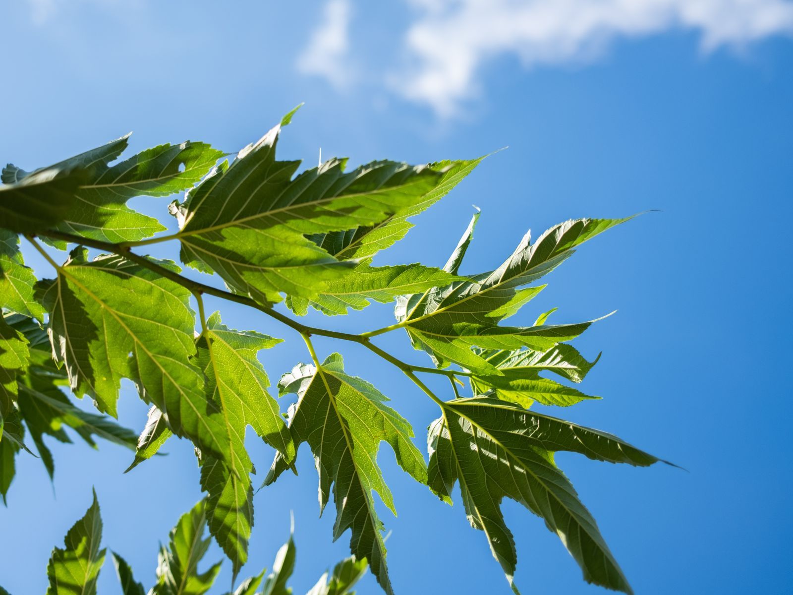 Morus Alba Macrophylla (Witte Moerbei) - Afbeelding 4
