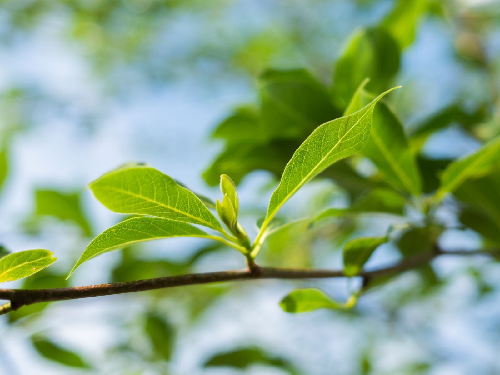 Nyssa Sylvatica boom zomertijd blad1