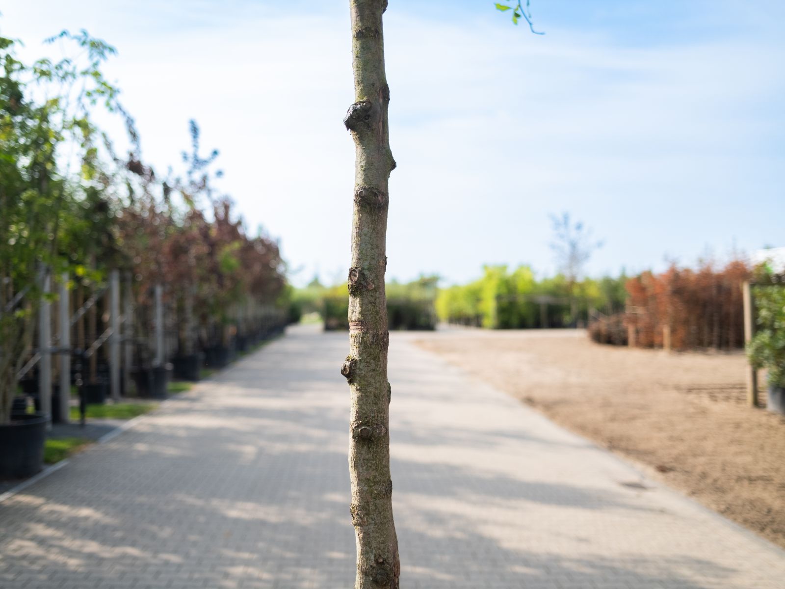 Nyssa Sylvatica (Zwarte Tupeloboom) - Afbeelding 5