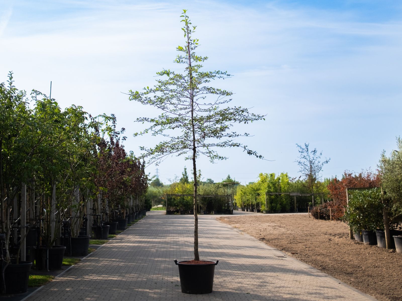 Nyssa Sylvatica boom zomertijd