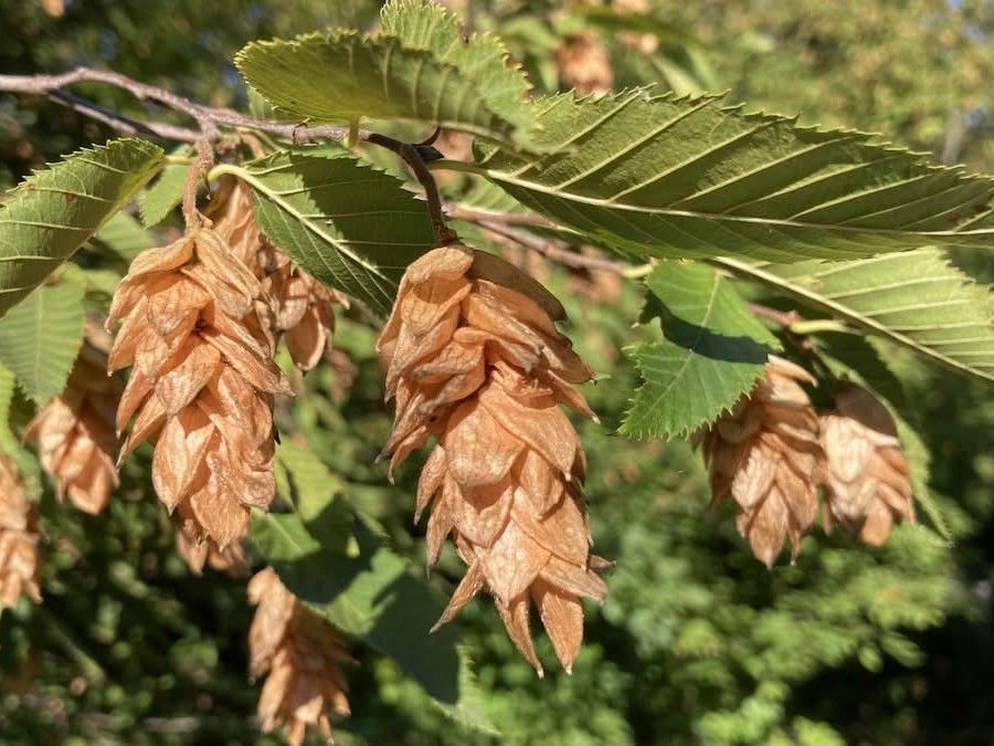 Ostrya Carpinifolia (Europese Hopbeuk) - Afbeelding 5