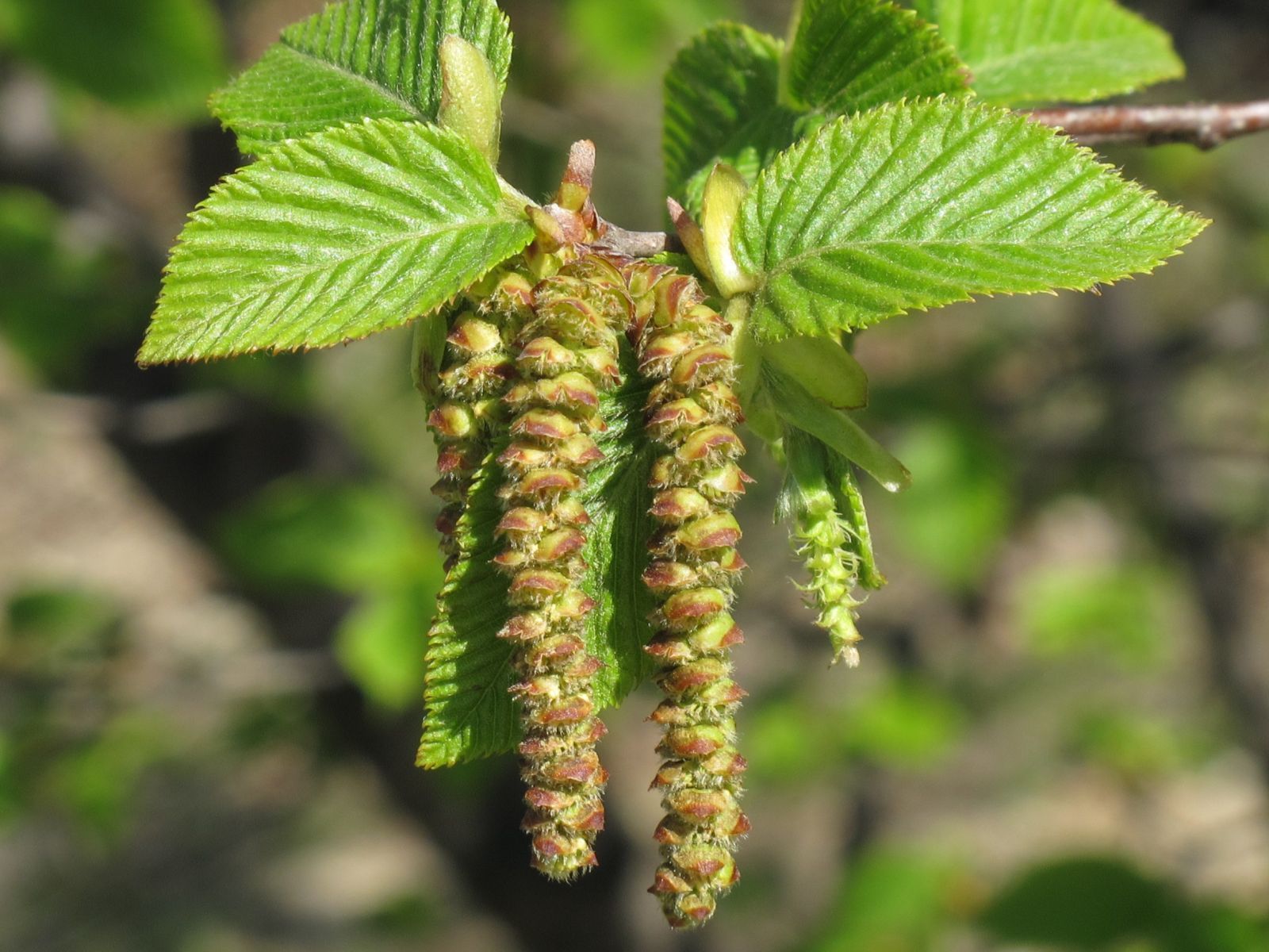 Ostrya Carpinifolia (Europese Hopbeuk) - Afbeelding 3