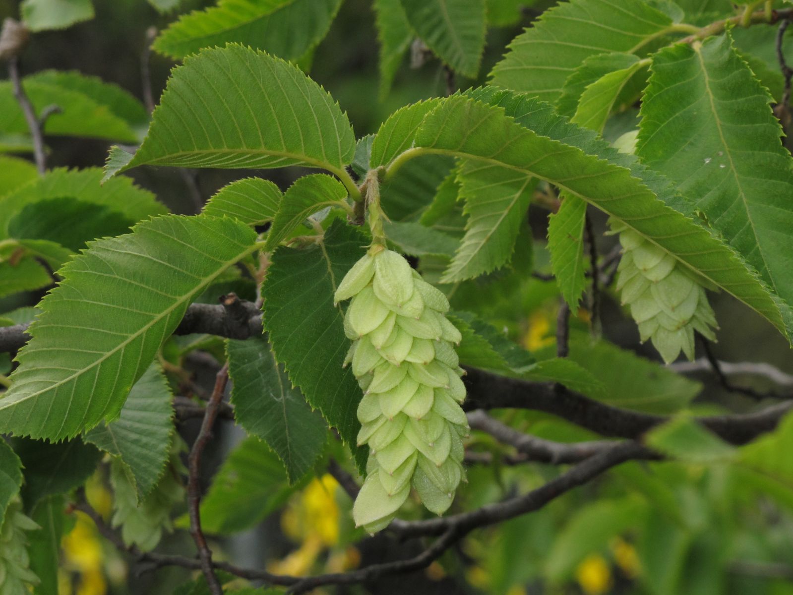 Ostrya Carpinifolia (Europese Hopbeuk) - Afbeelding 4