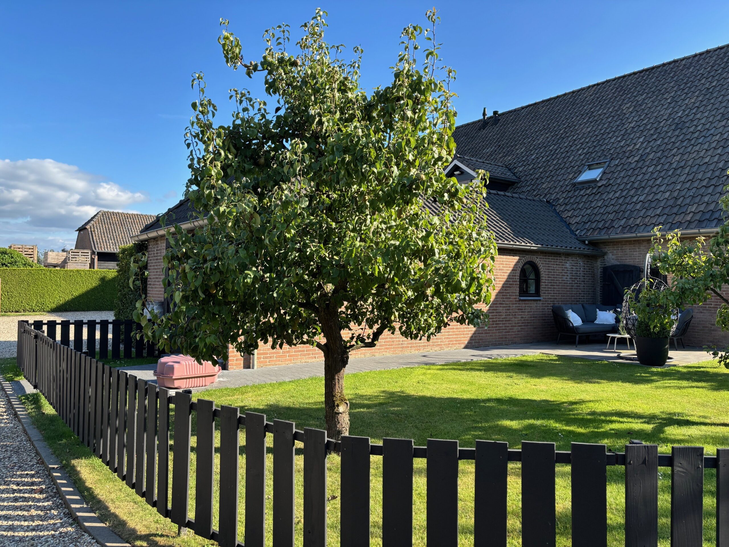 Oude Vruchtpeer pyrus volwassen