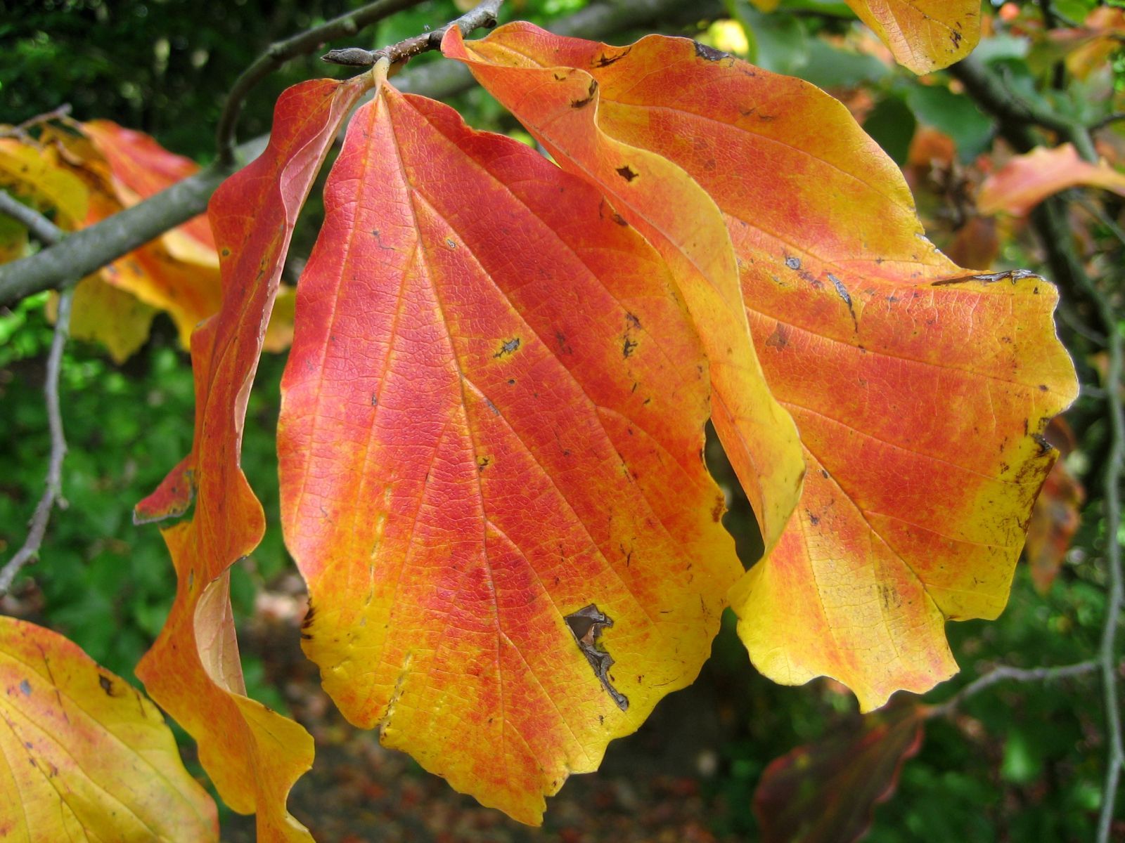 Parrotia_persica