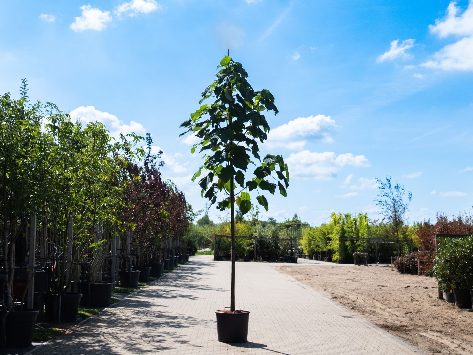 Paulownia Tomentosa boom zomertijd