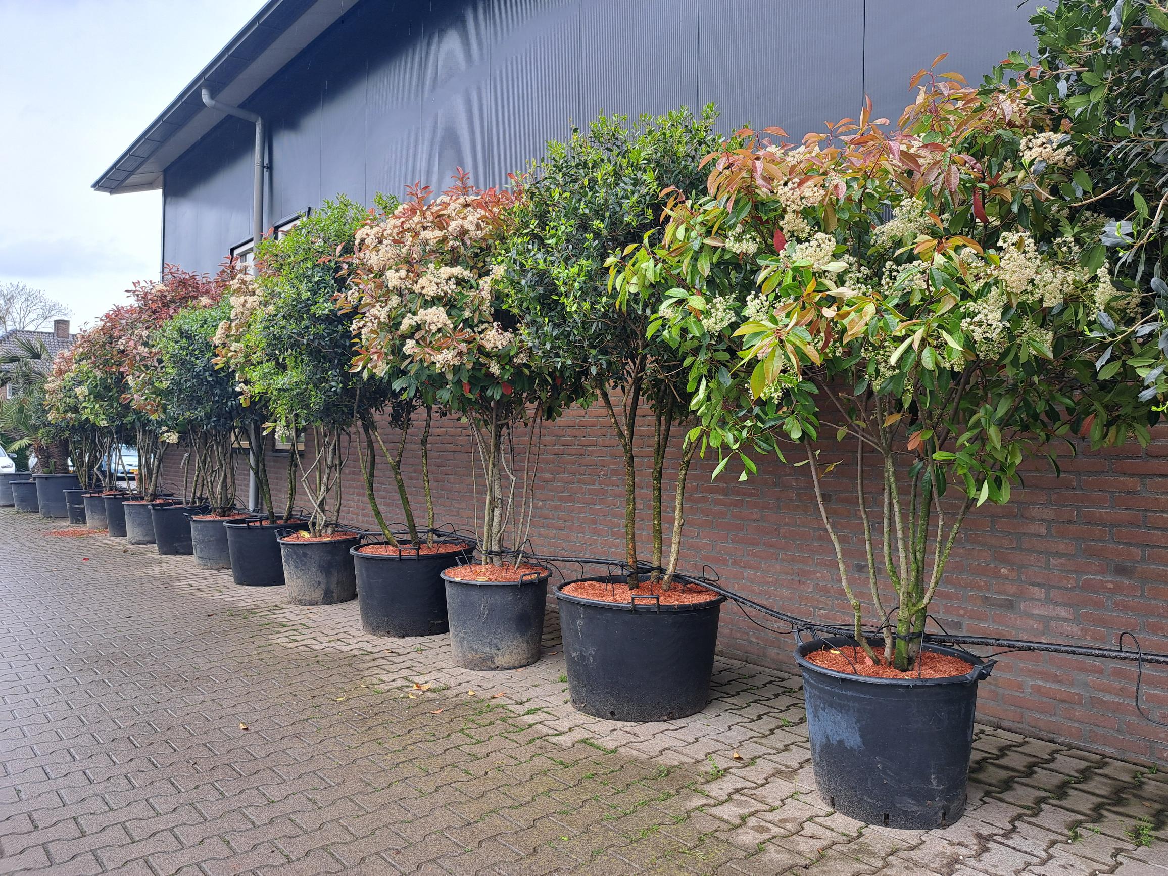 Photinia Red Robin meerstammig Osmanthus burkwoodii meerstammig