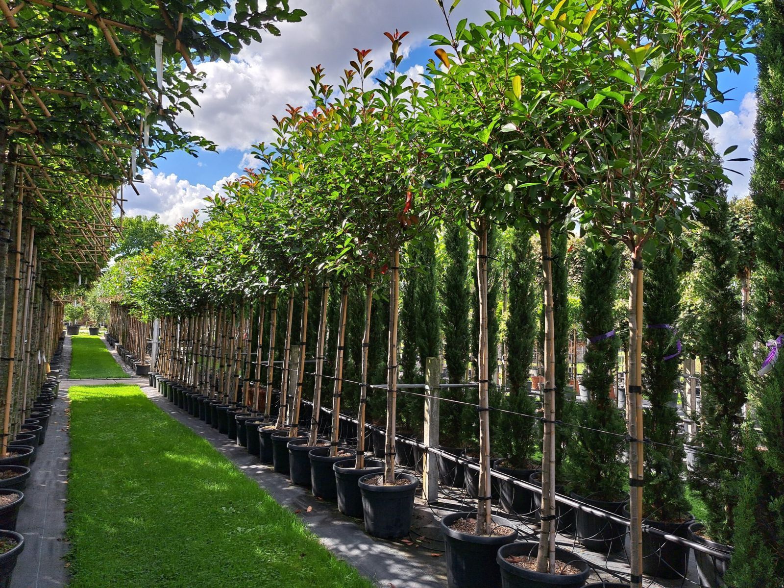 Photinia fraseri Red Robin boom hoogstam