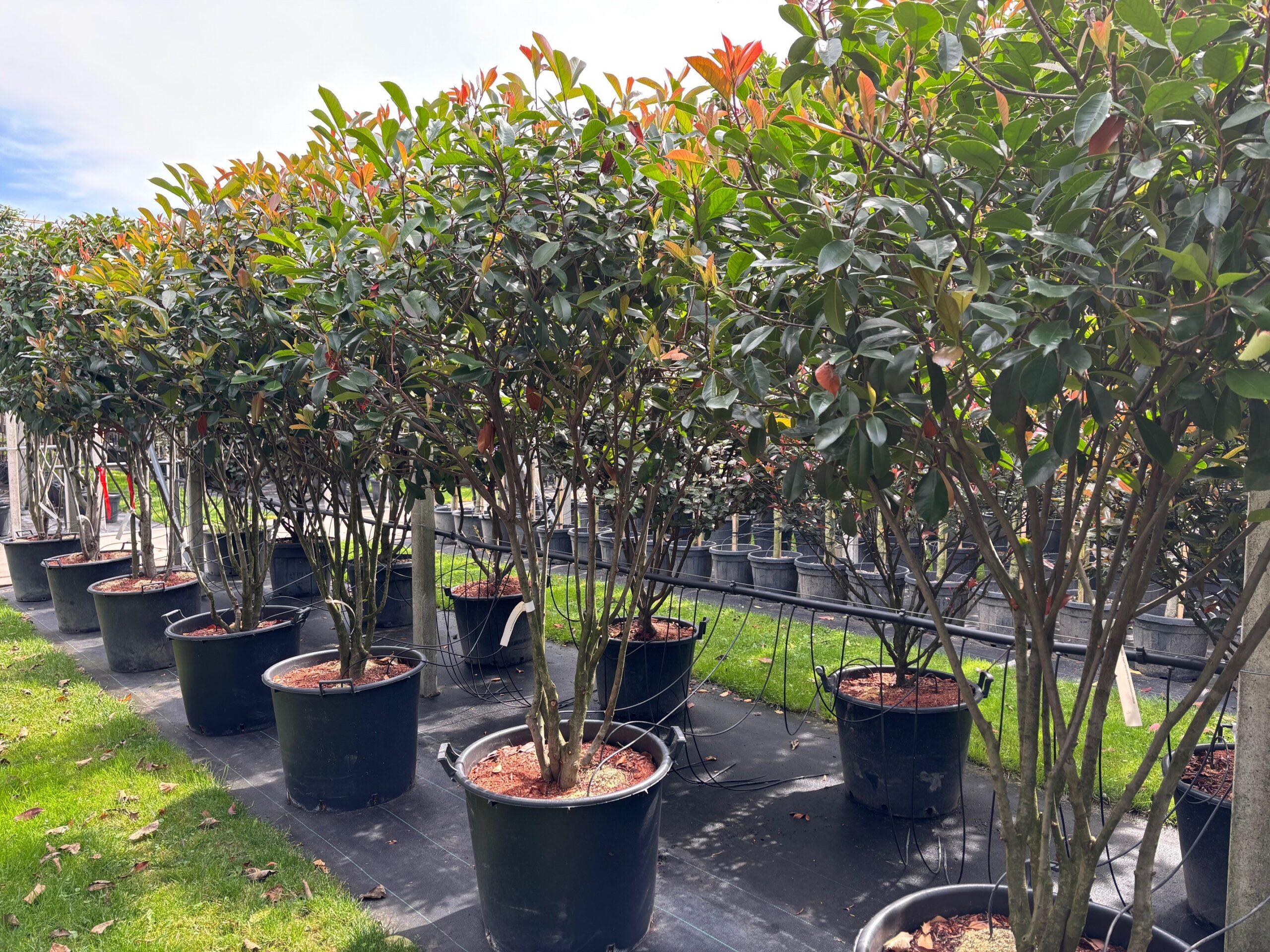 Photinia fraseri red robin meerstammig rode uitloop
