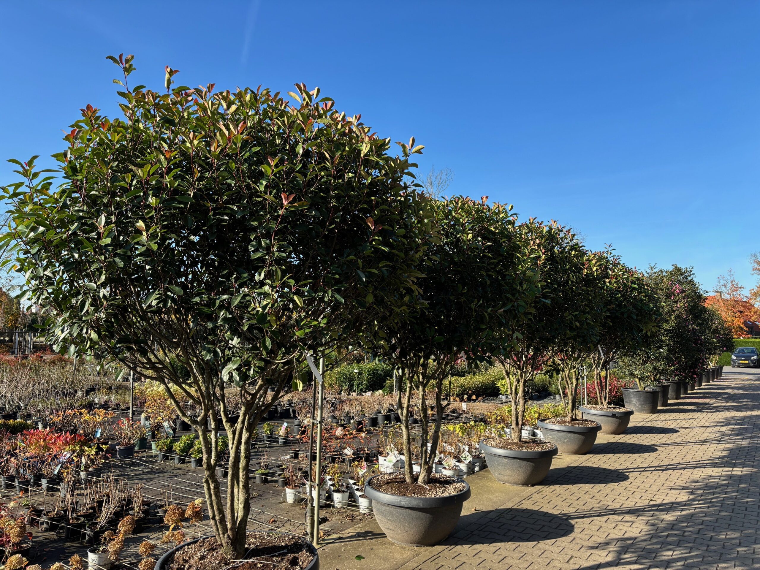 Photinia red Robin meerstammig kuip