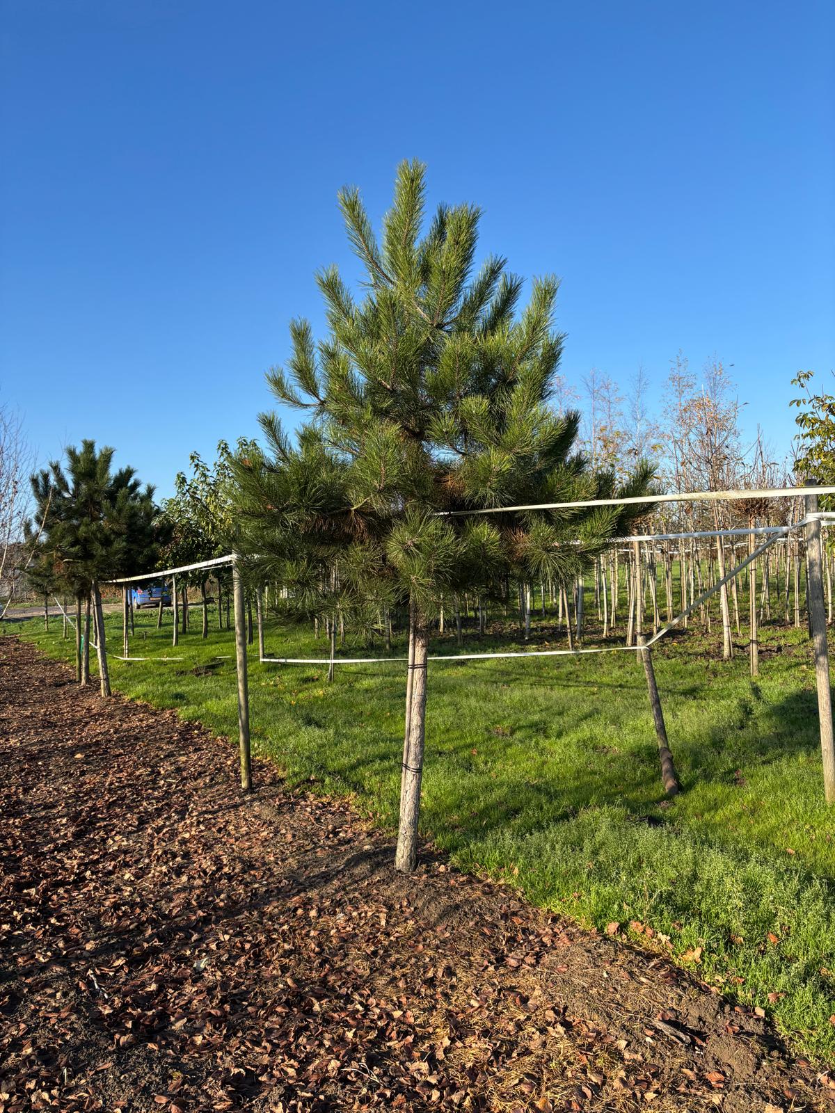 Pinus Nigra kwekerij hoogstam najaar