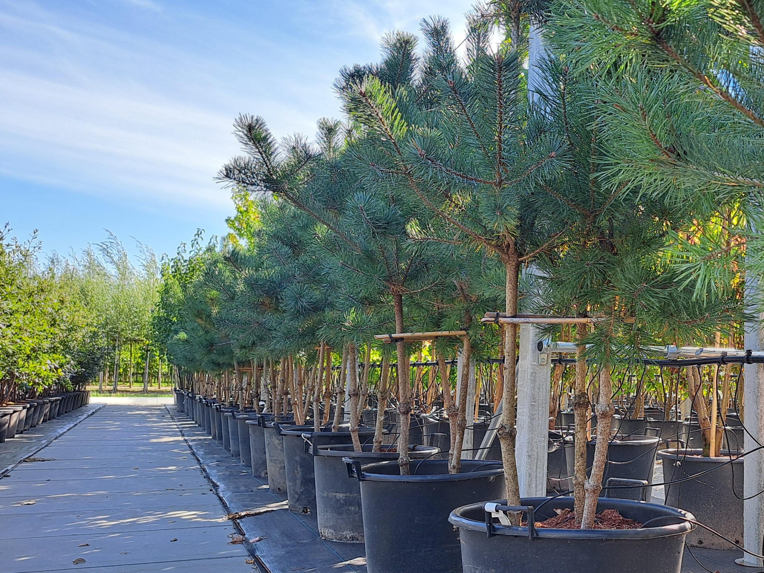 Pinus sylvestris meerstammig den meerstam
