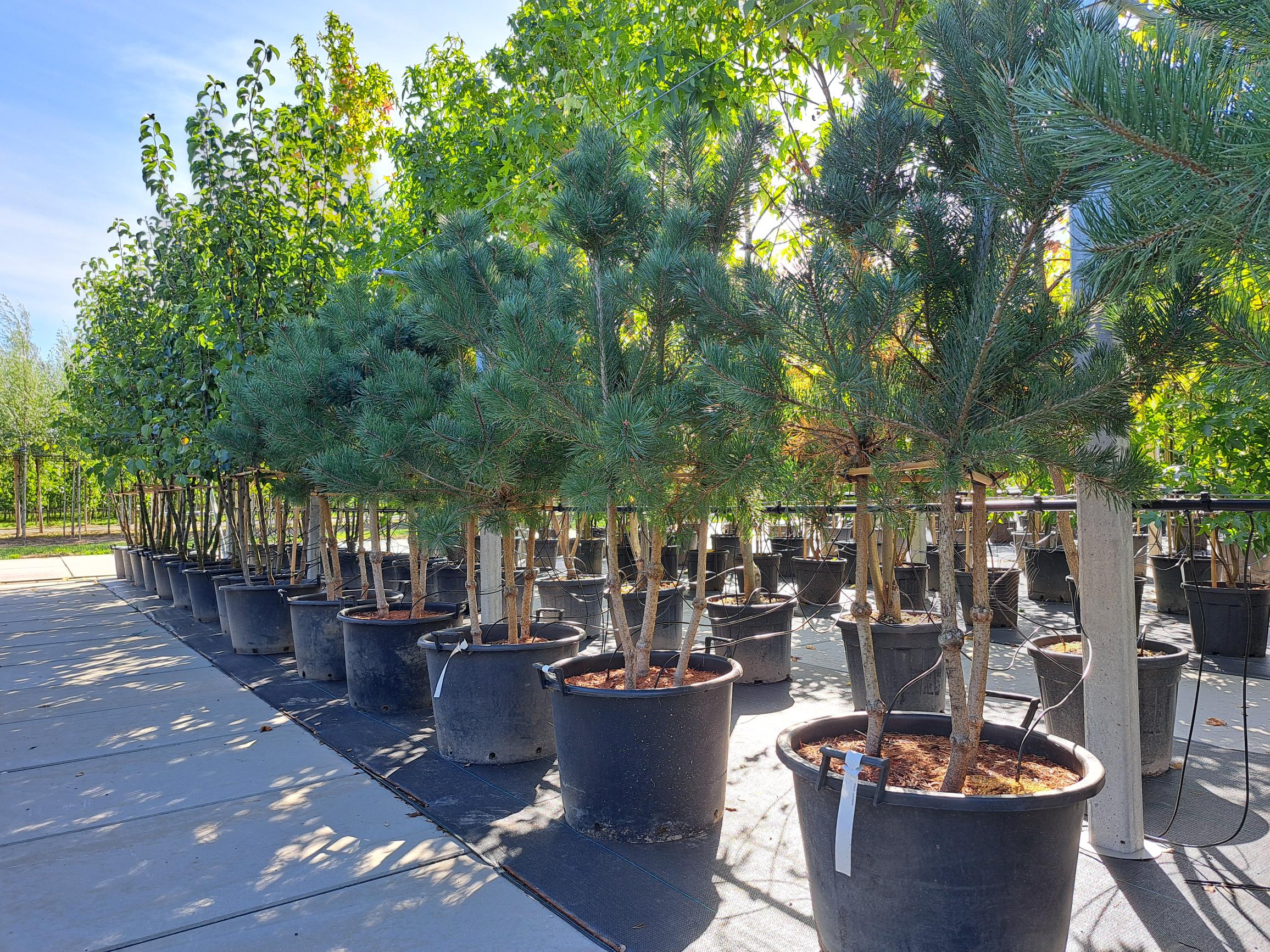 Pinus sylvestris meerstammig den meerstammen
