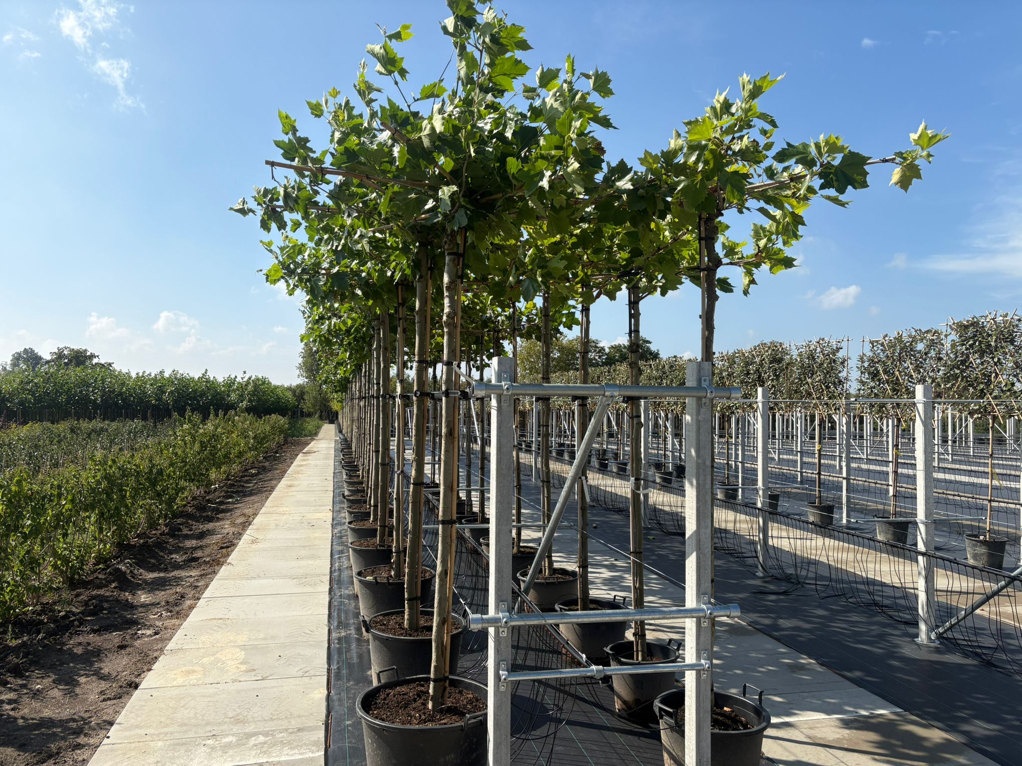Platanus Hispanica dak nieuwe veld dakboom