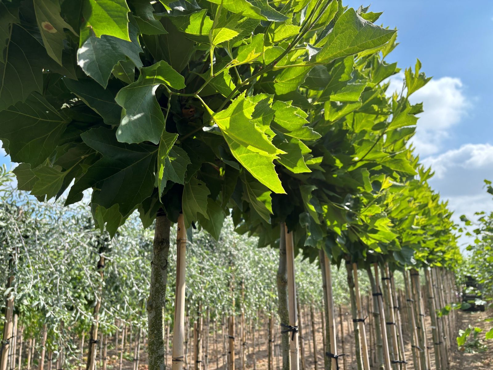 Platanus hispanica bol kwekerij juli