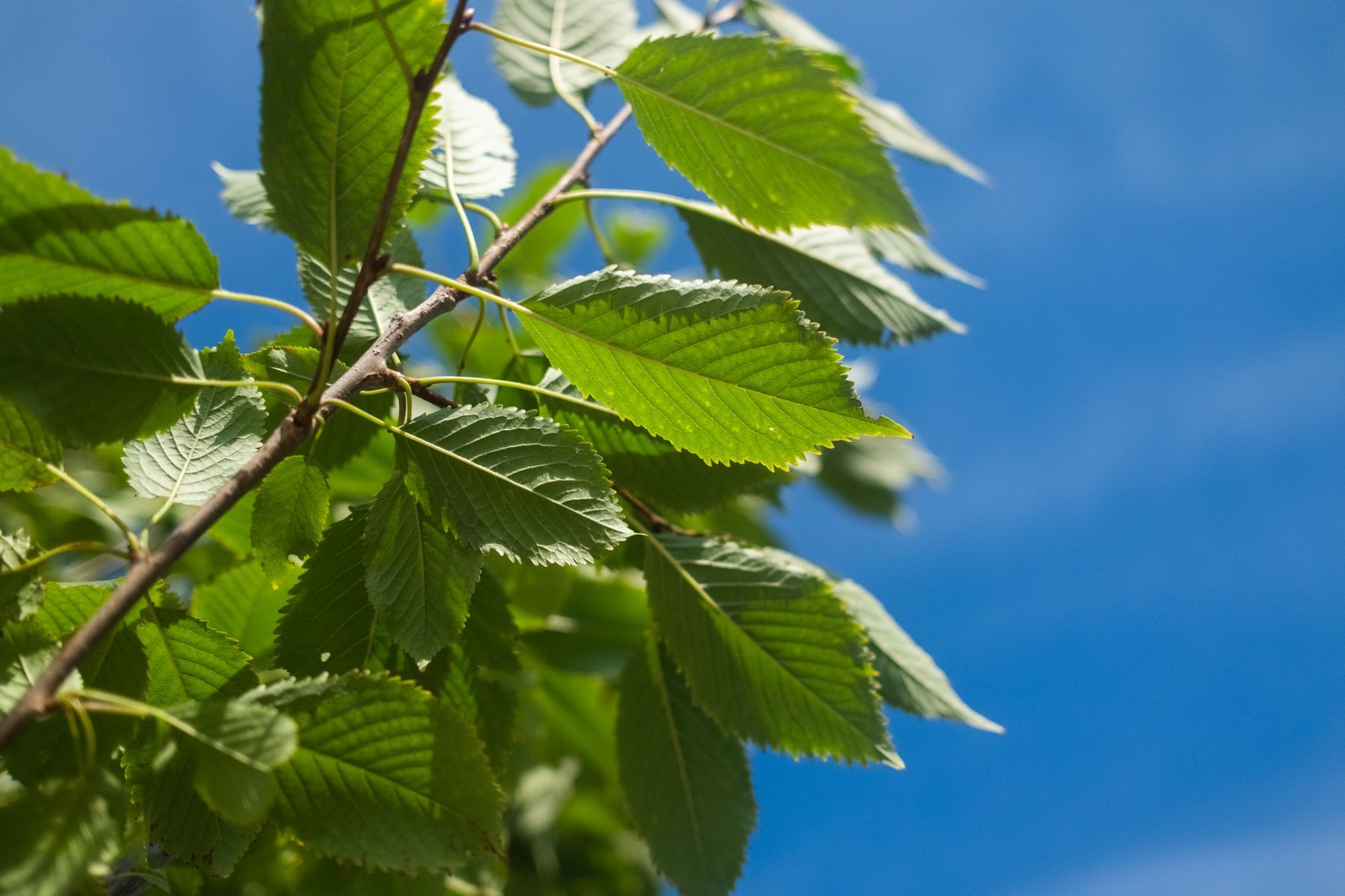 Prunus Avium Plena-6