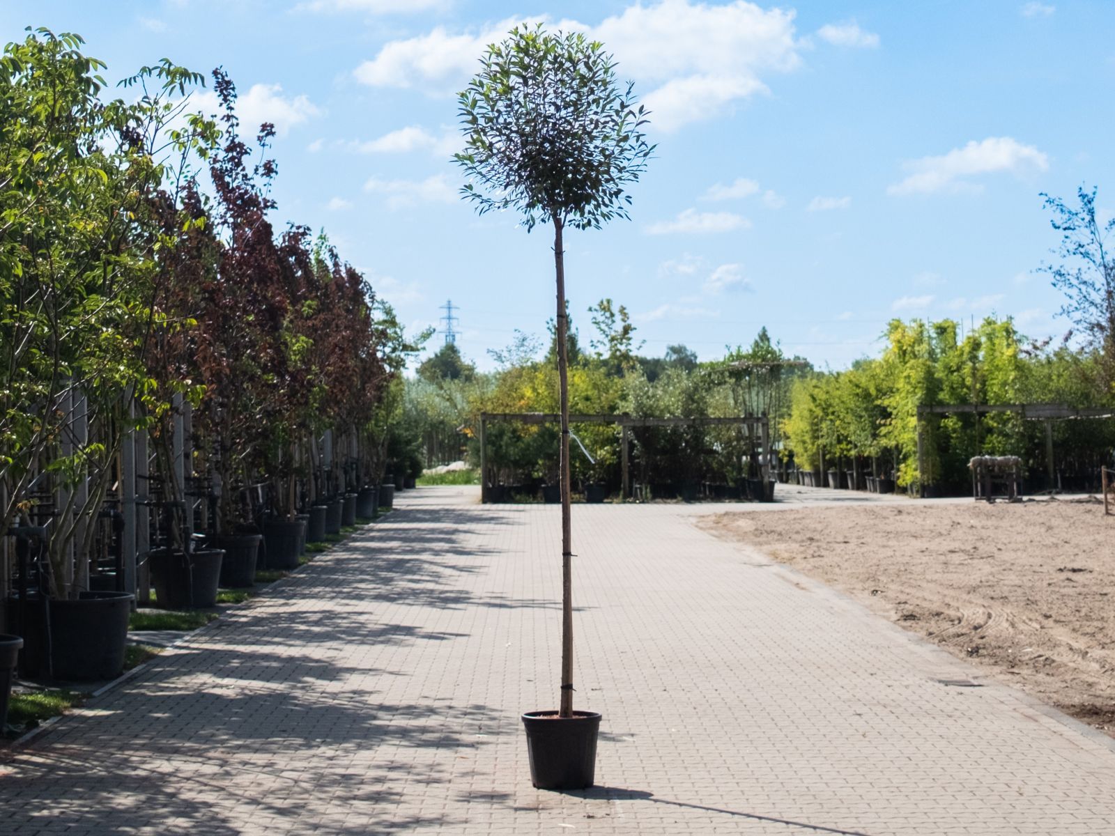 Prunus Eminens Umbraculifera-1