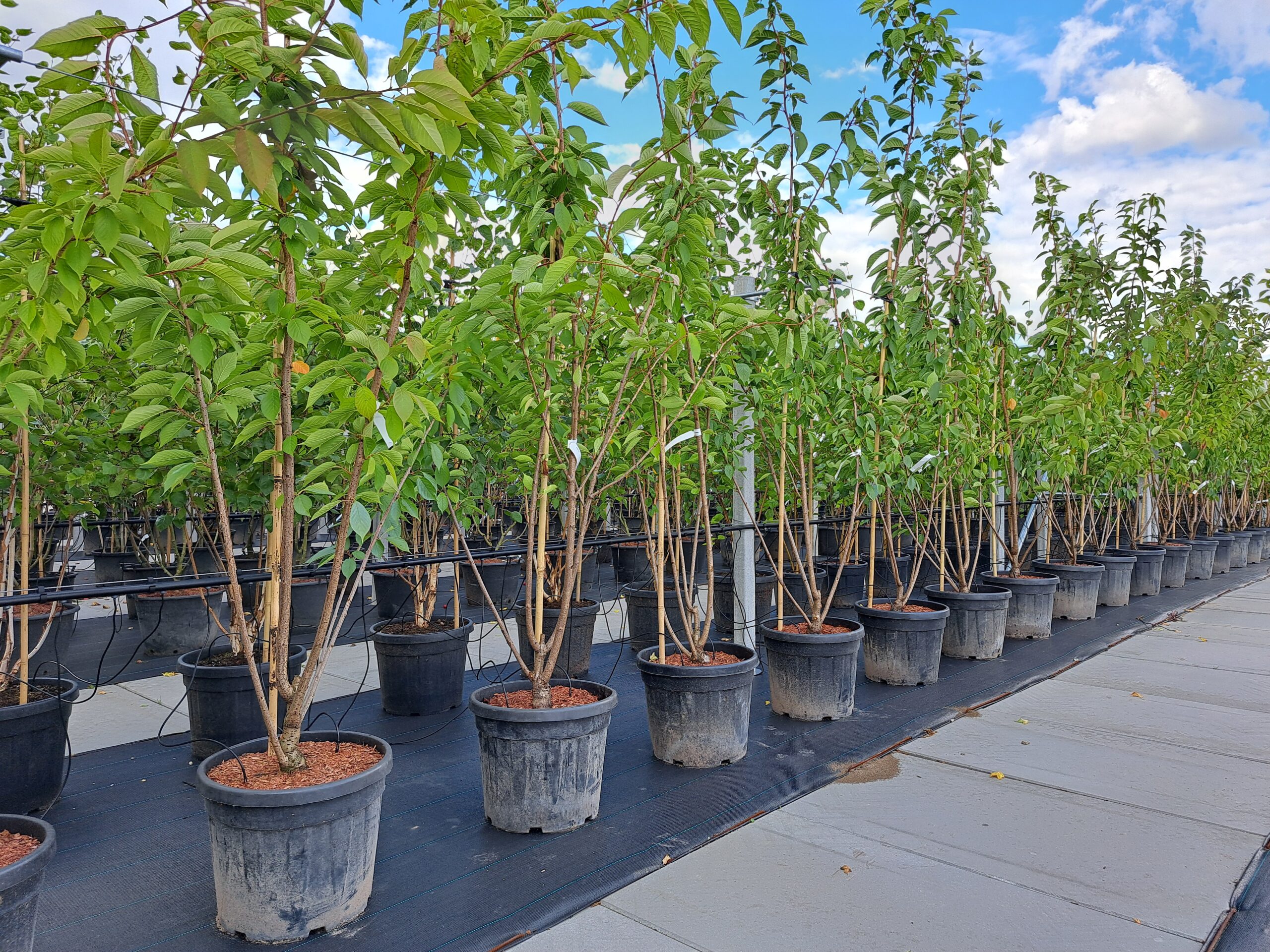 Prunus Kanzan Meerstammig (Japanse Sierkers) - Afbeelding 4