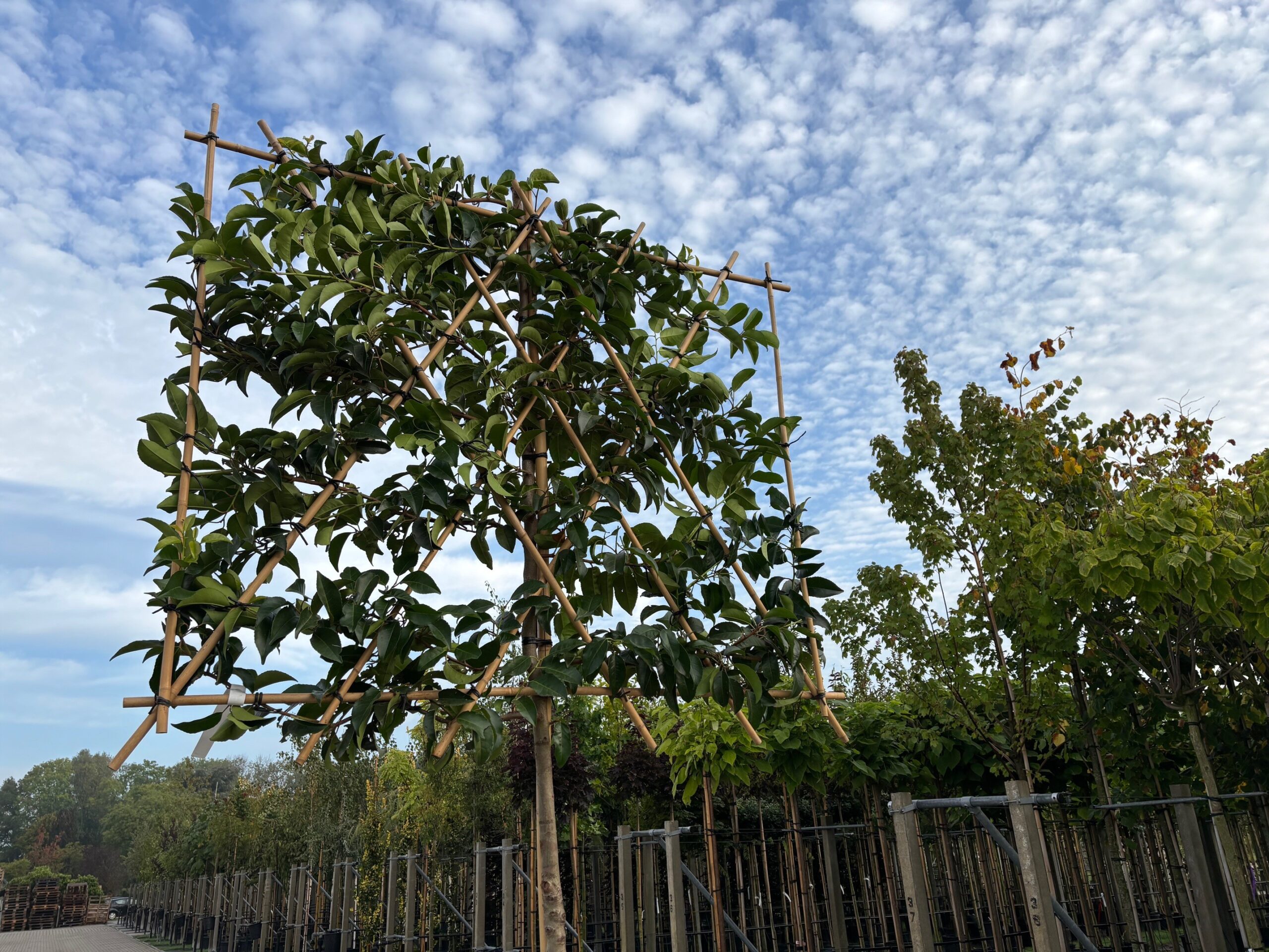 Prunus Lusitanica tico leiboom middel grote