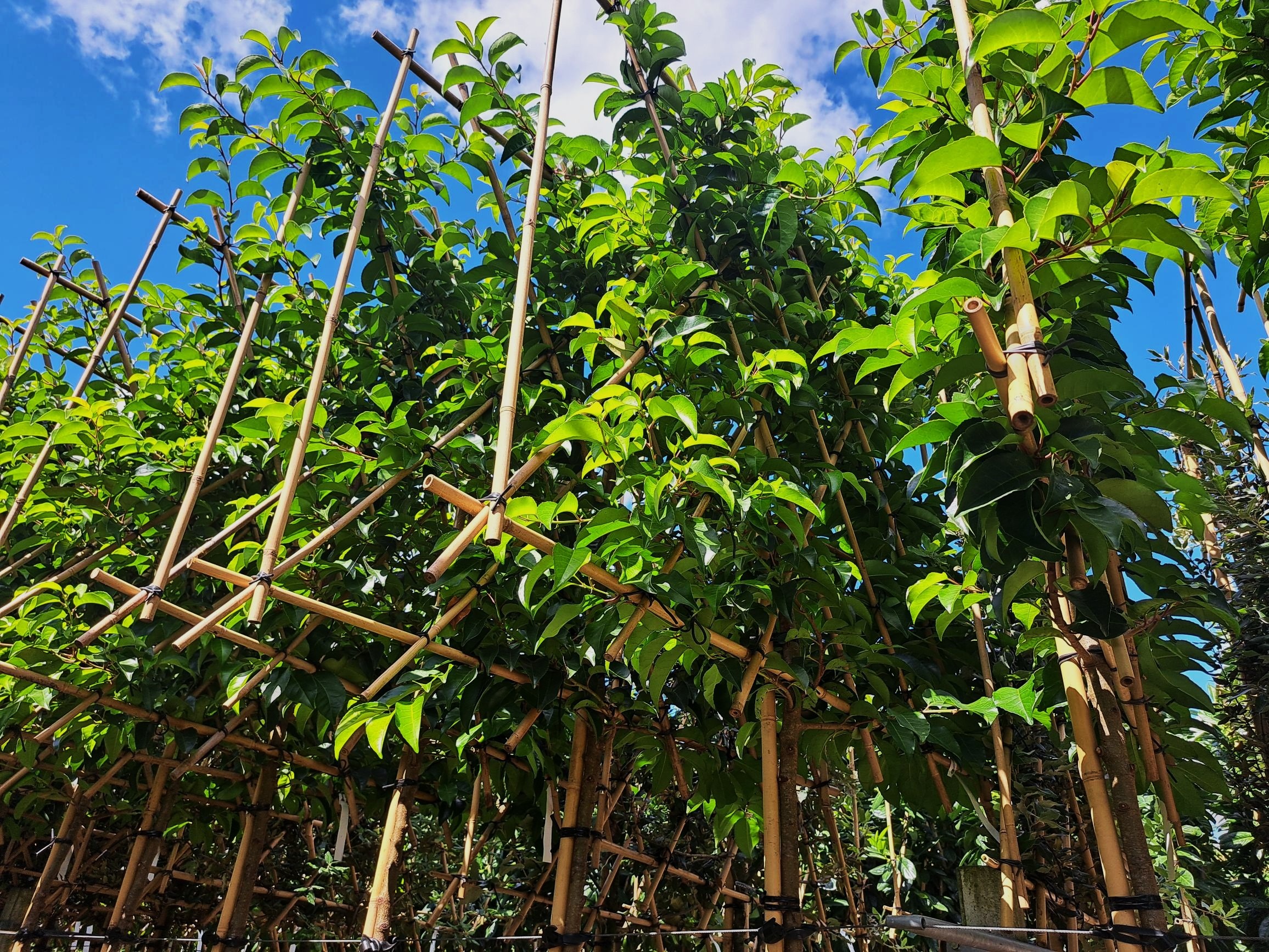 Prunus lusitanica Tico leiboom scherm