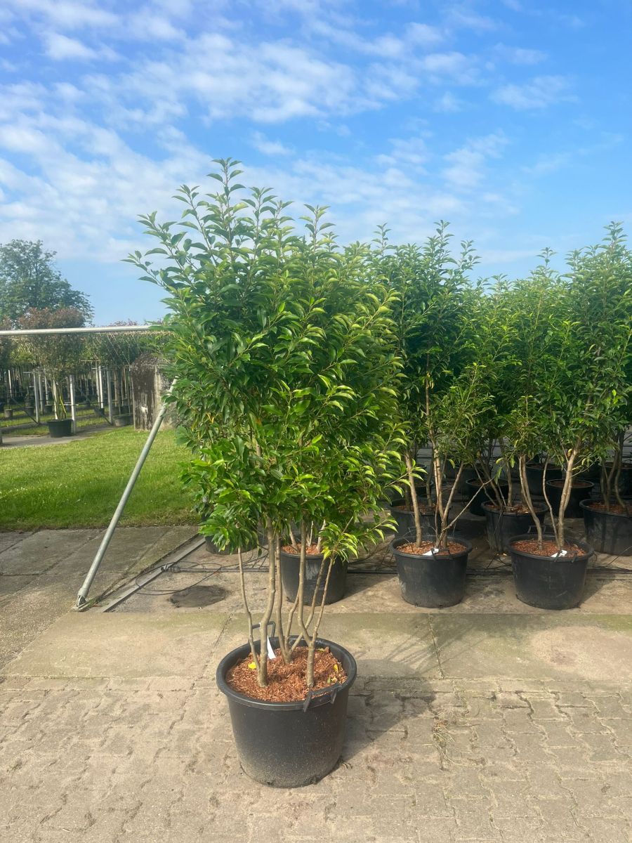 Prunus lusitanica meerstam zomer