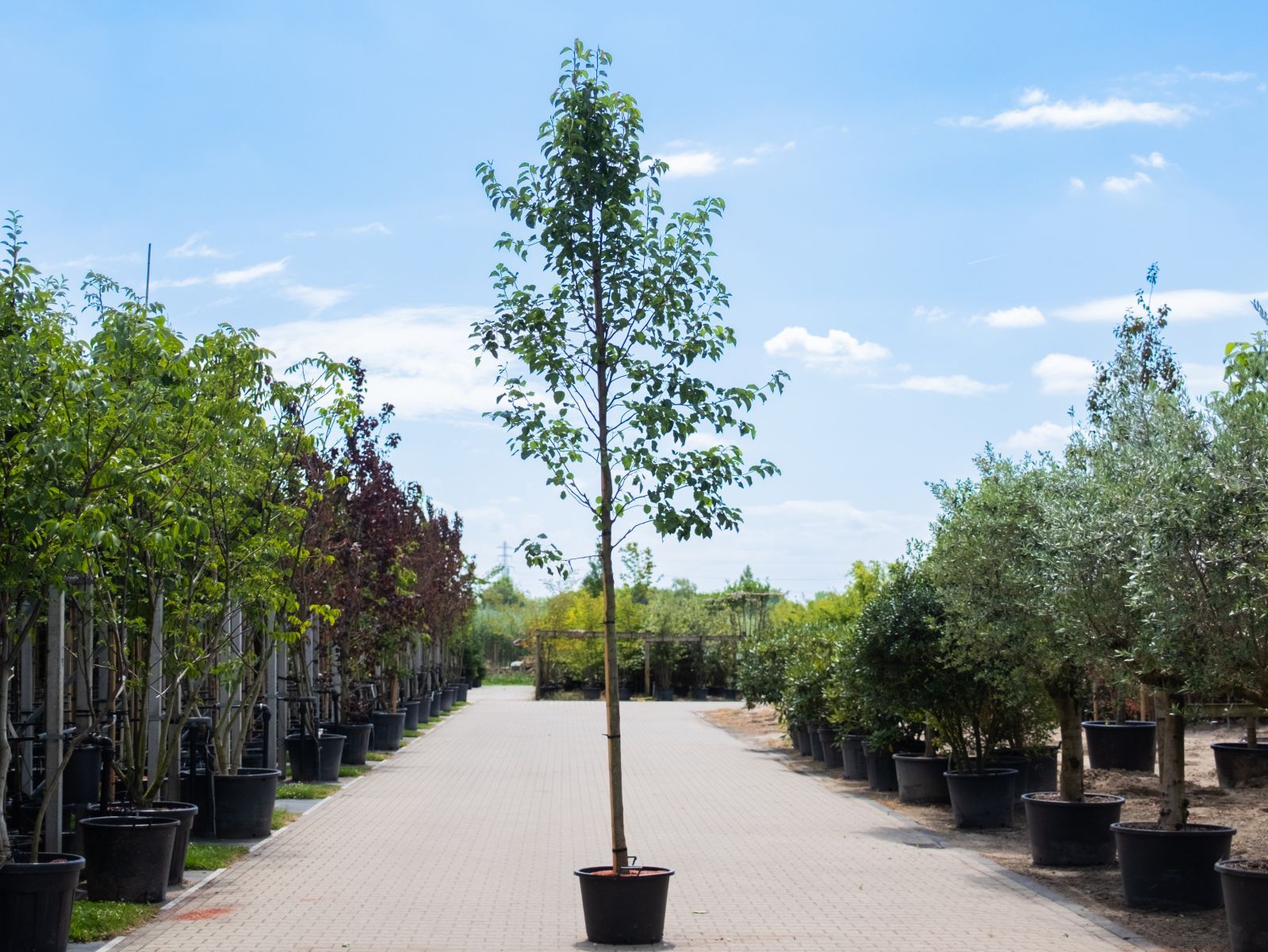 Pyrus Calleryana Chanticleer-1