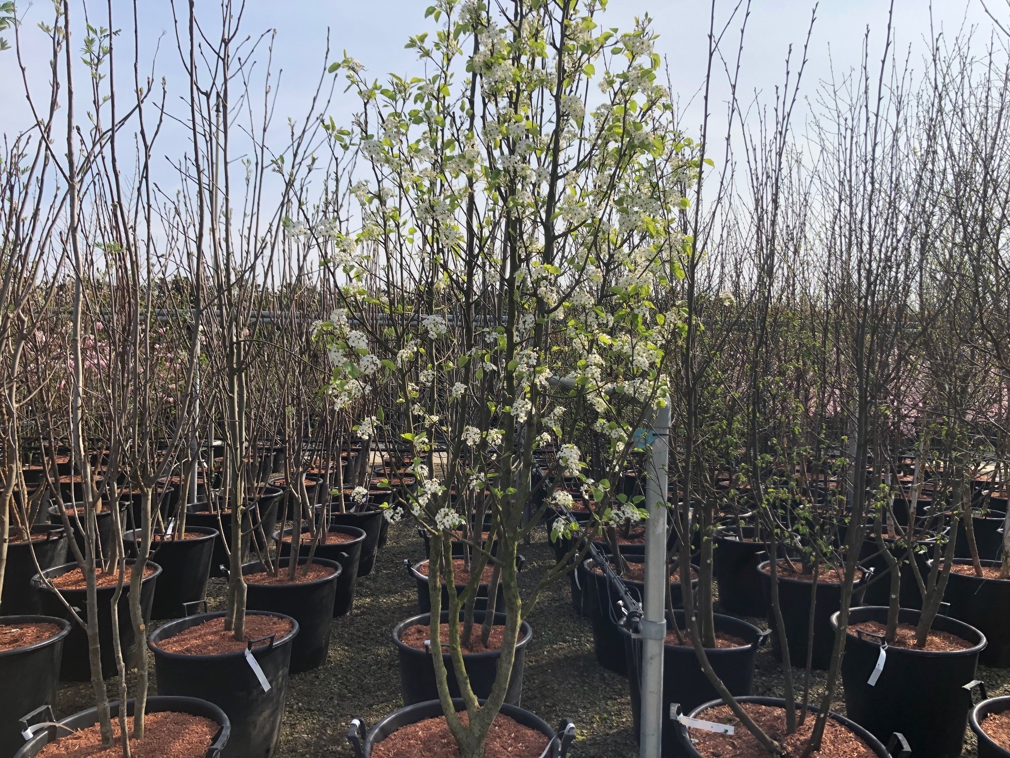 Pyrus Calleryana Chanticleer meerstammig