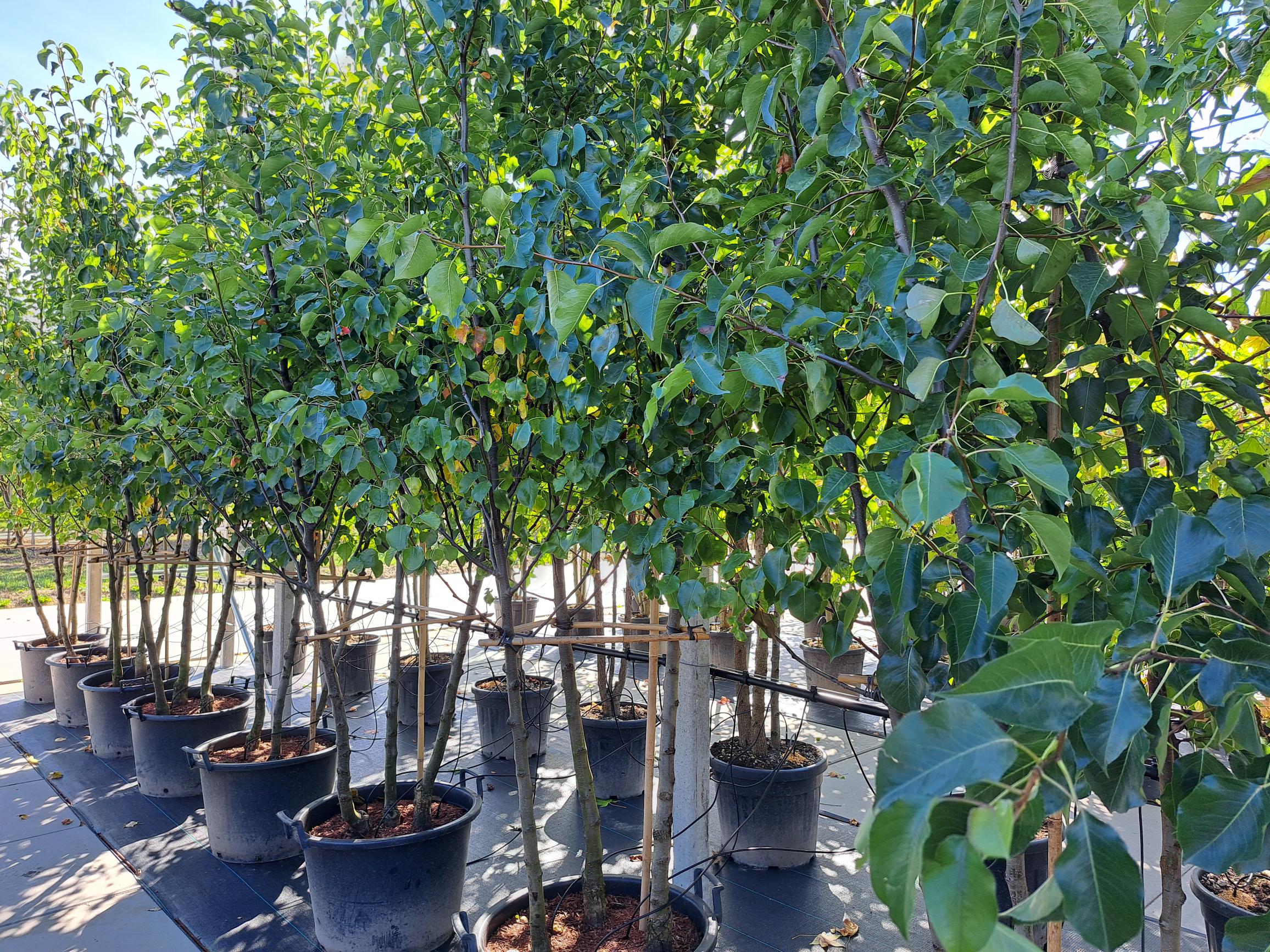 Pyrus calleryana Chanticleer meerstammig sierpeer meerstam