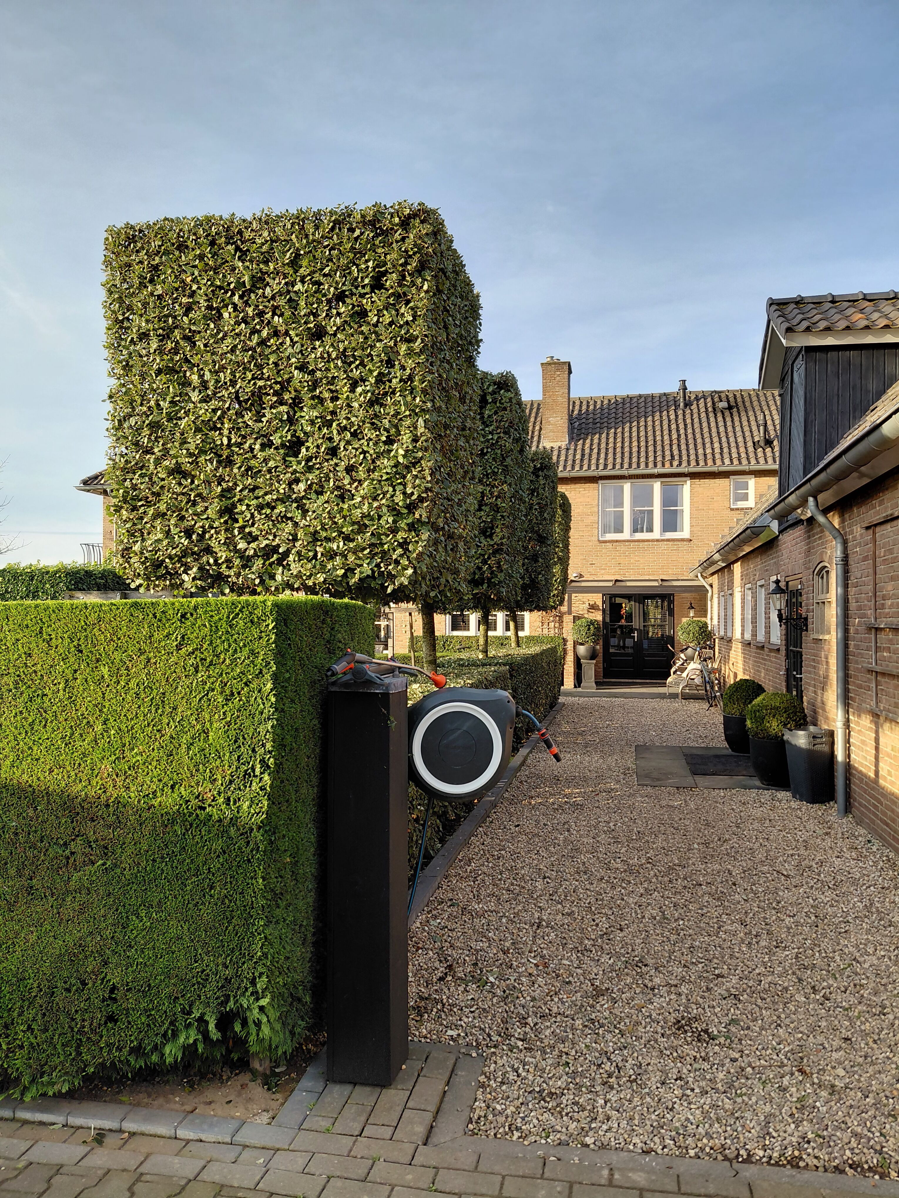 Quercus Ilex blok tuin