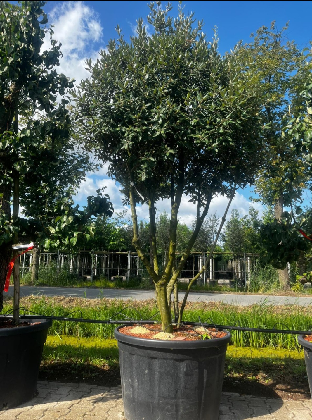 Quercus Ilex Meerstammig (Groenblijvende Steeneik) - Afbeelding 4