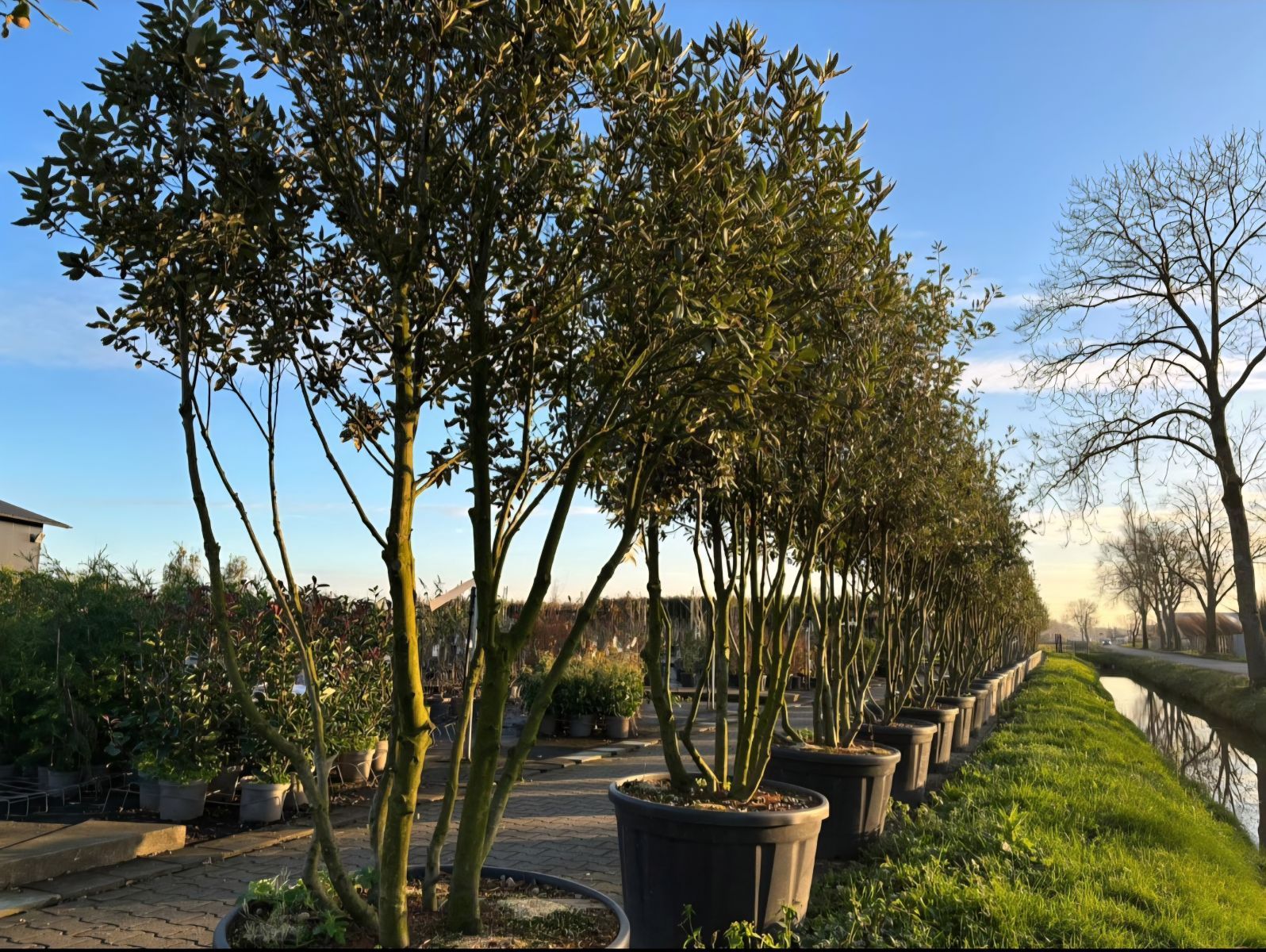 Quercus Ilex meerstammig nazomer