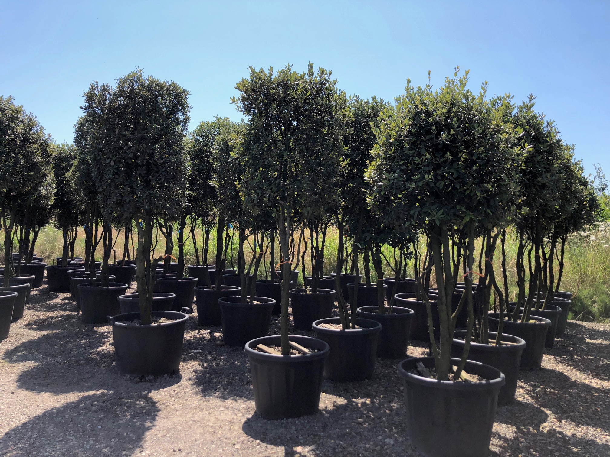 Quercus Ilex Meerstammig (Groenblijvende Steeneik) - Afbeelding 11