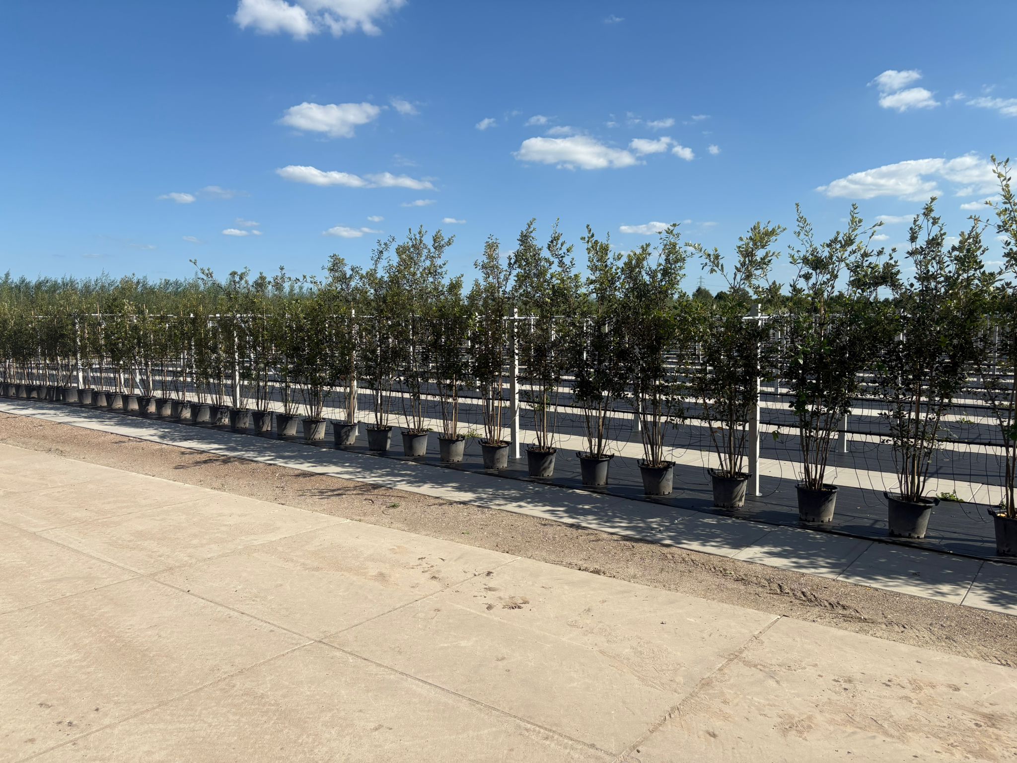 Quercus Ilex Meerstammig (Groenblijvende Steeneik) - Afbeelding 3