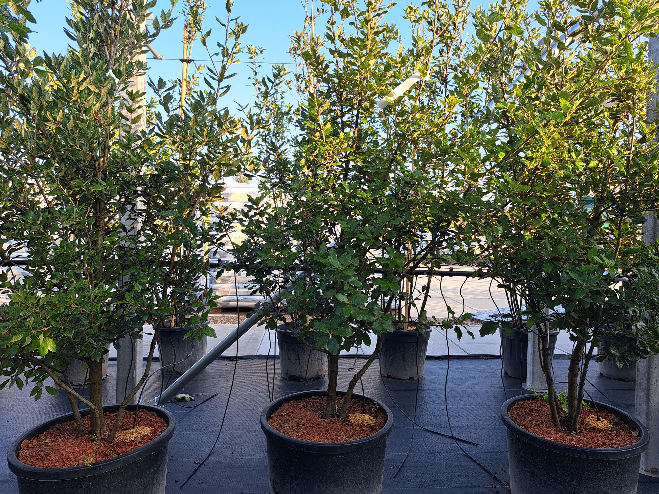 Quercus Ilex Meerstammig (Groenblijvende Steeneik) - Afbeelding 9