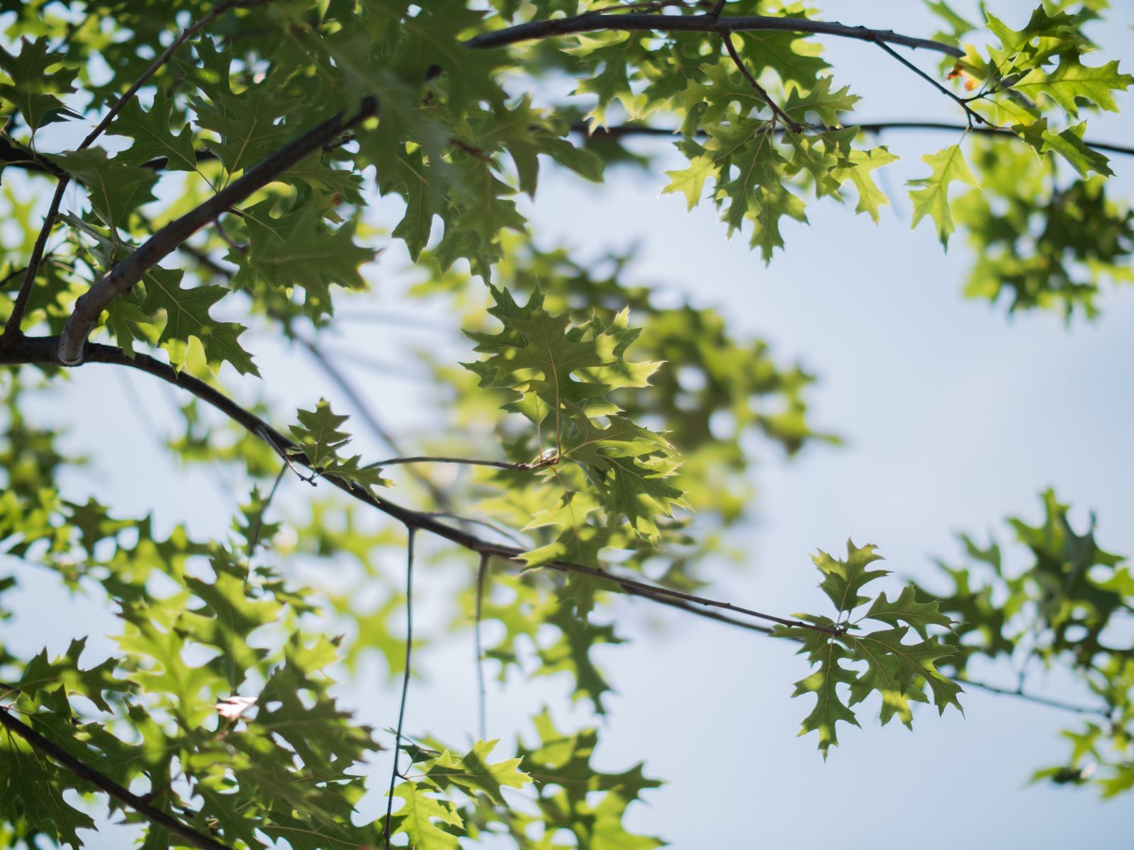Quercus Palustris hoogstam boom 3