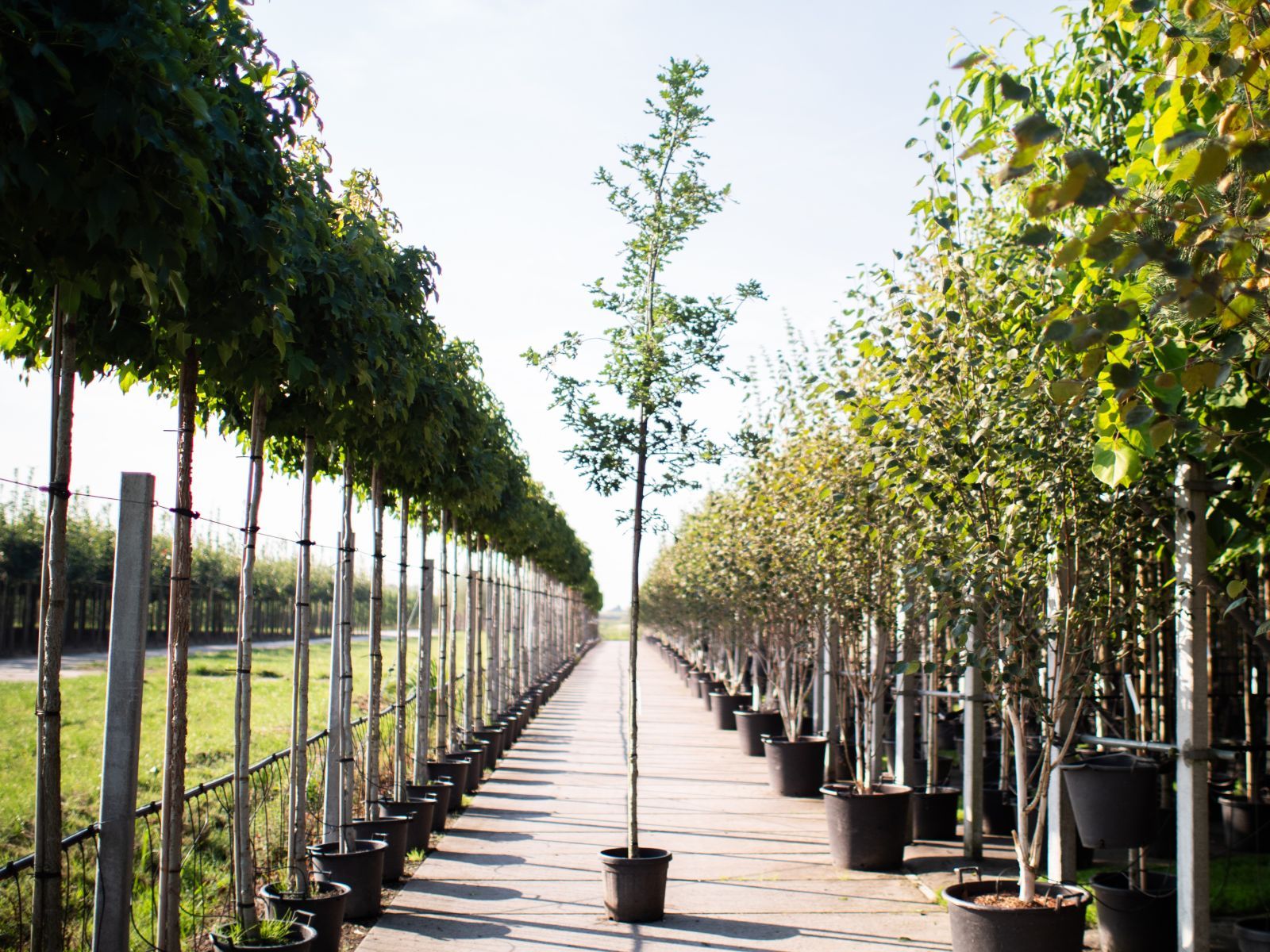 Quercus Petraea hoogstam 1