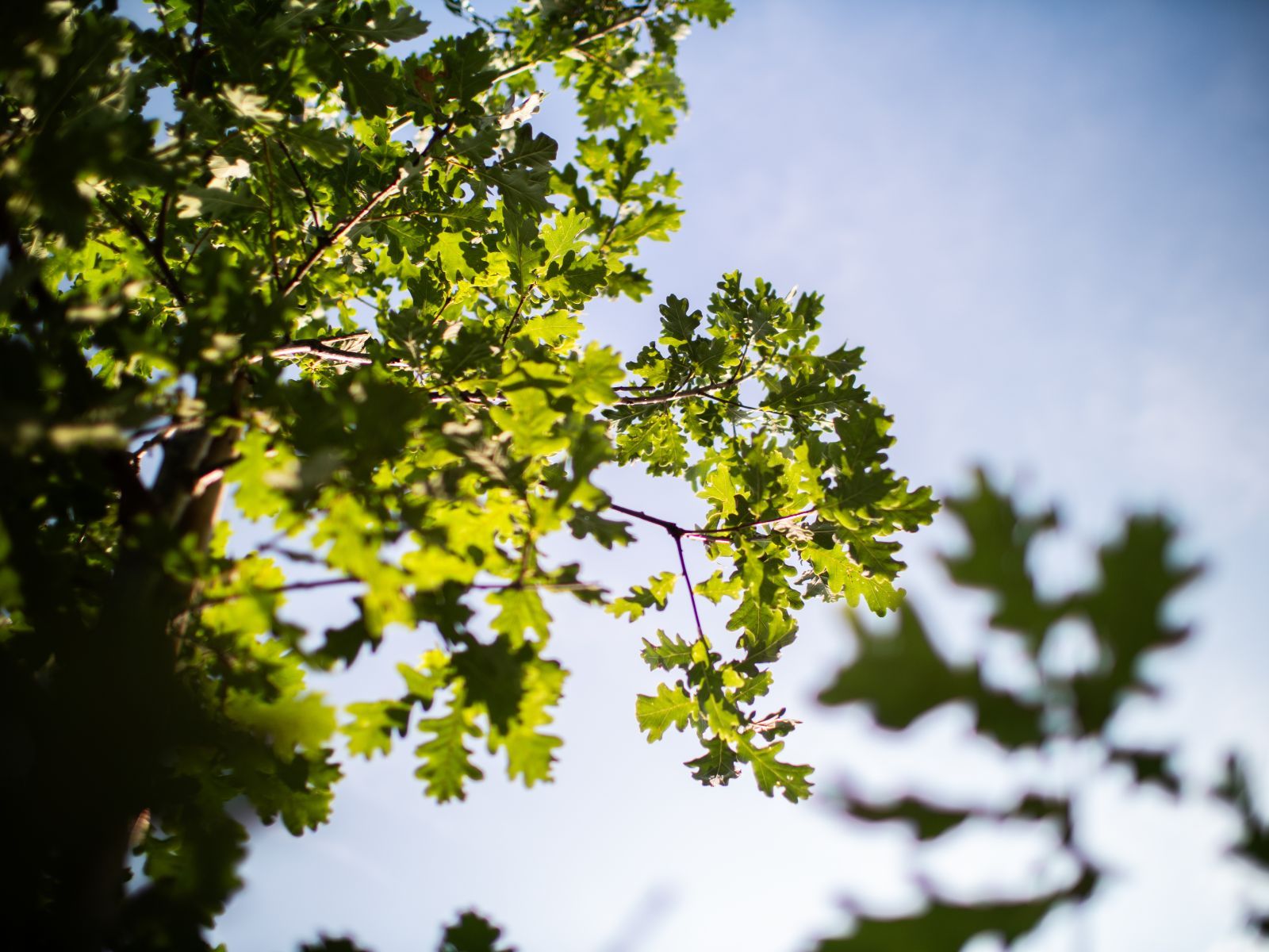 Quercus Petraea hoogstam 4