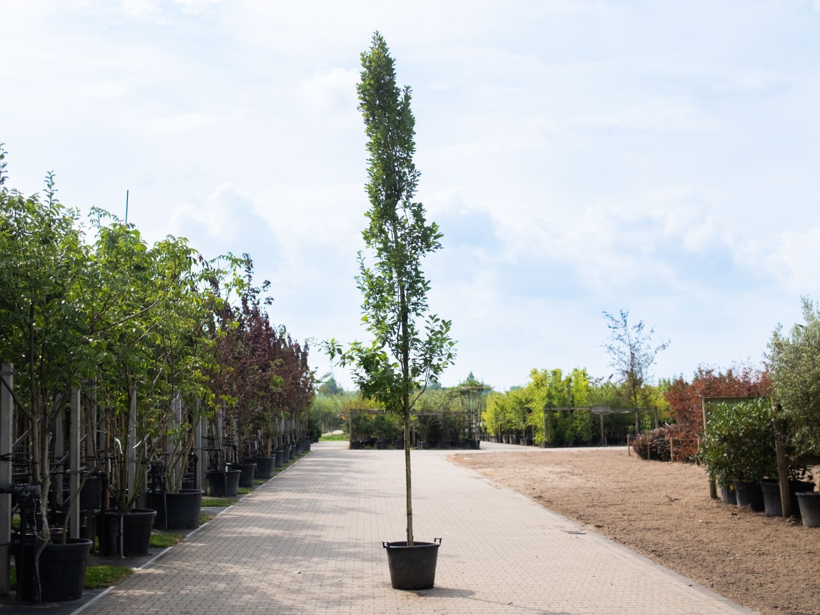Quercus Robur Zomertijd