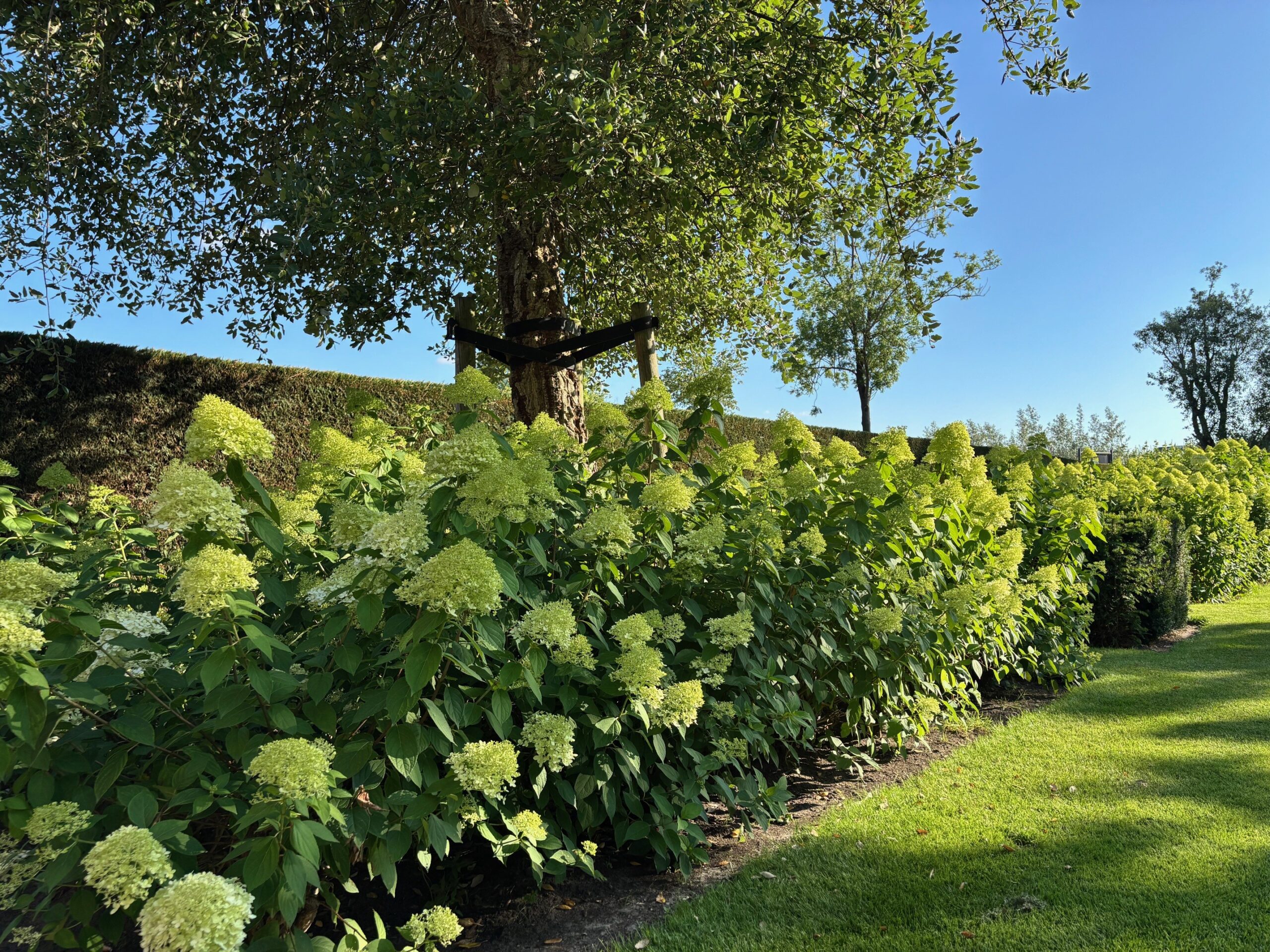 Quercus Suber hoogstam Hydrangea Limelight hortensia pluim