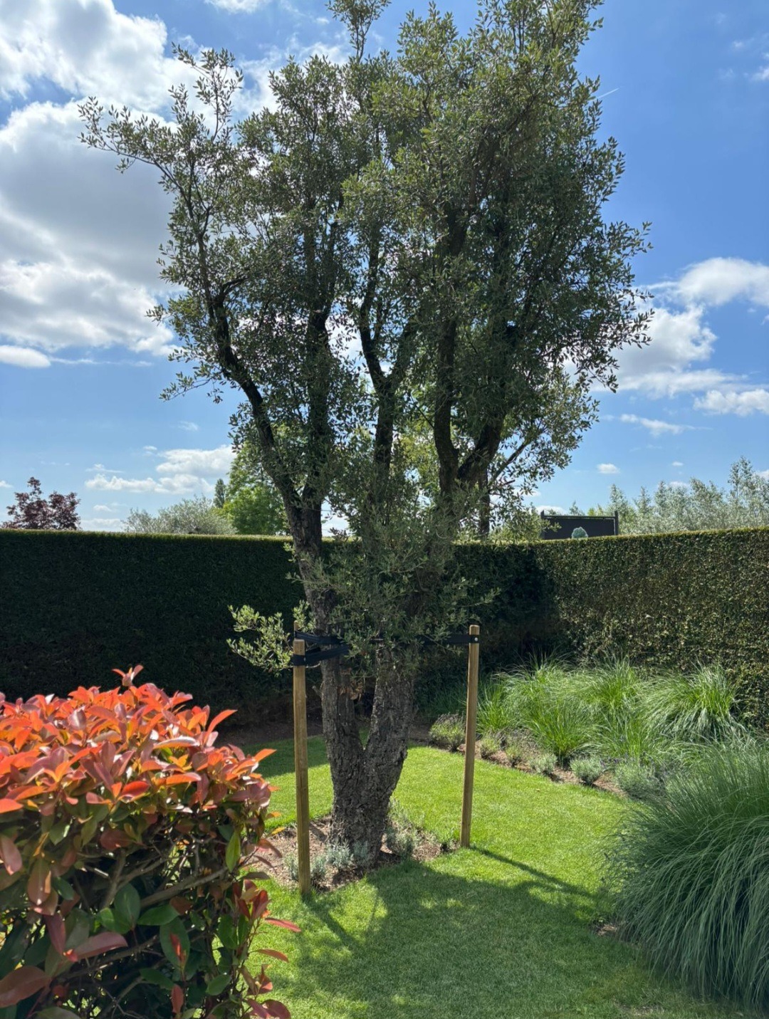 Quercus Suber meerstammig aanplanten
