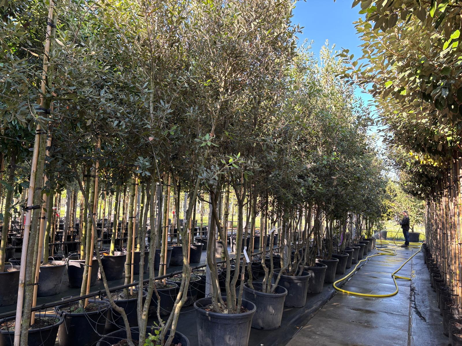Quercus Ilex Meerstammig (Groenblijvende Steeneik) - Afbeelding 6