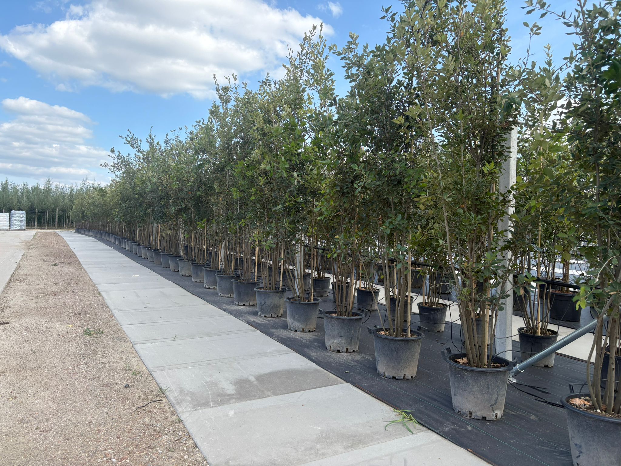 Quercus Ilex Meerstammig (Groenblijvende Steeneik) - Afbeelding 5