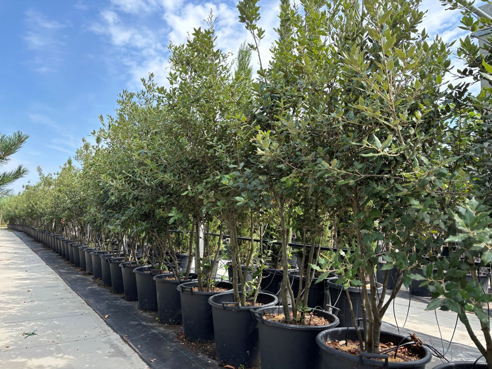 Quercus ilex meerstammig terrein bomen