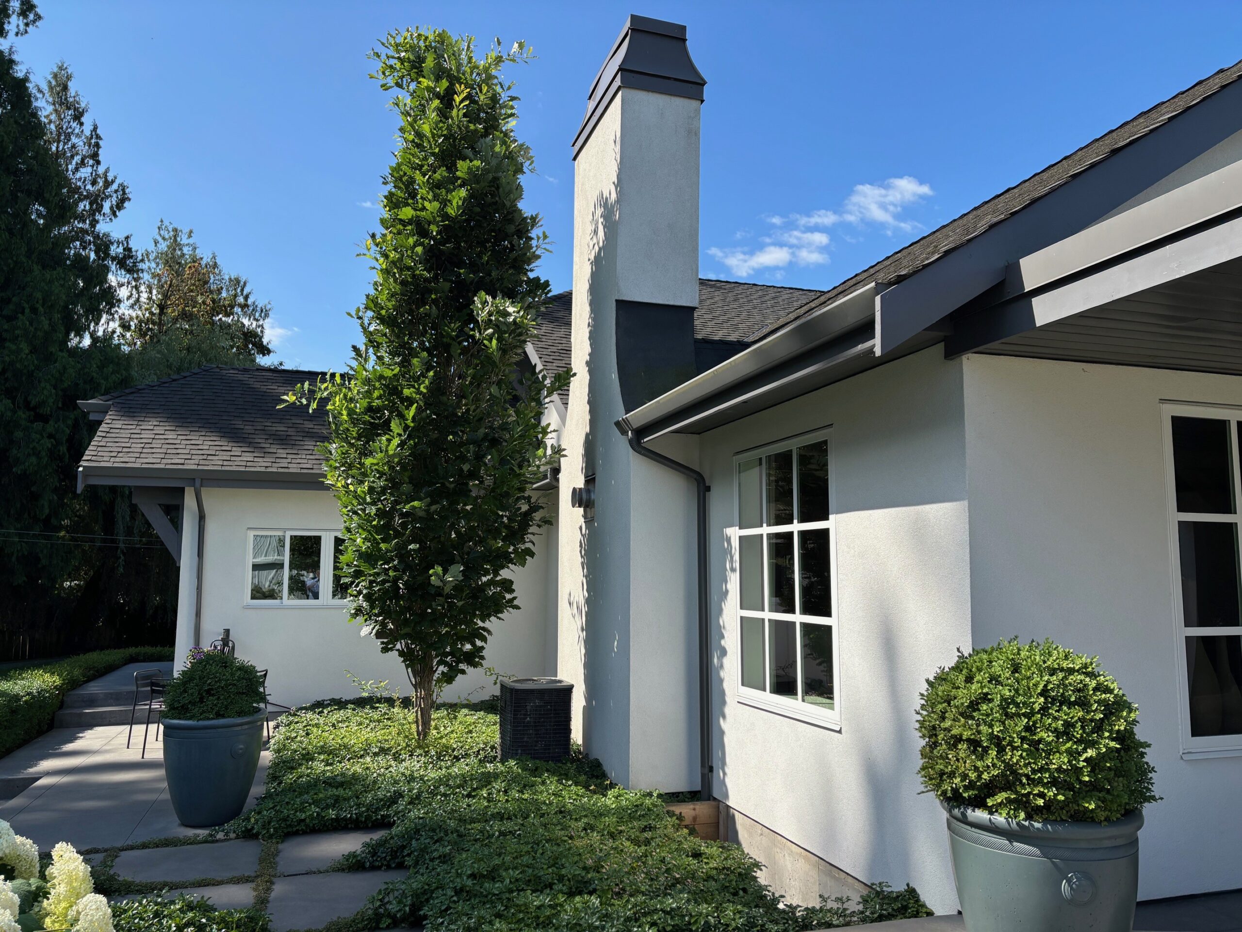 Quercus robur koster zuileik boom