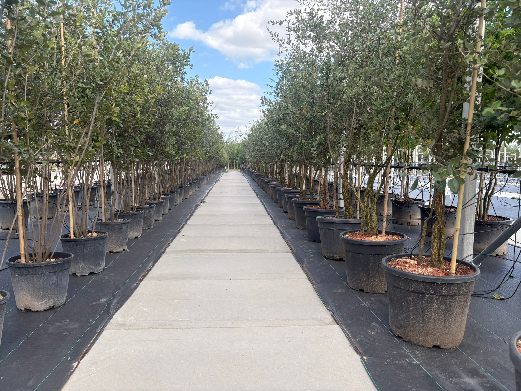 Quercus suber en ilex meerstammig