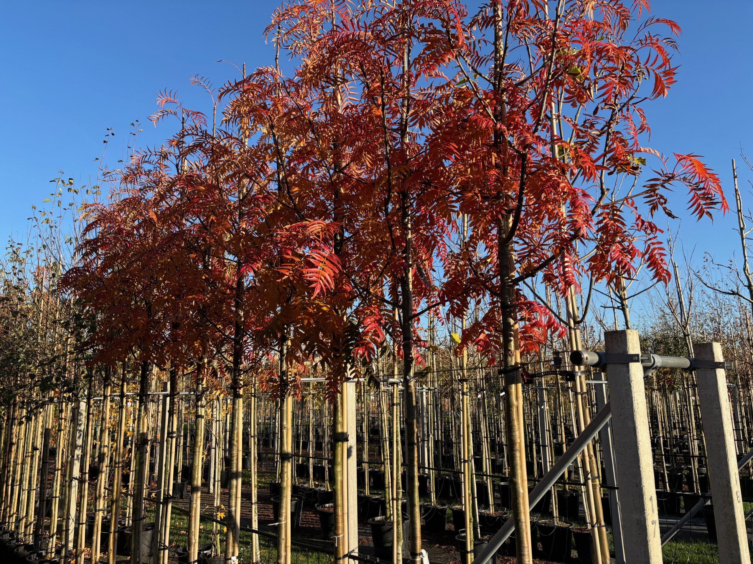 Rhus Typhina Fluweelboom herfst