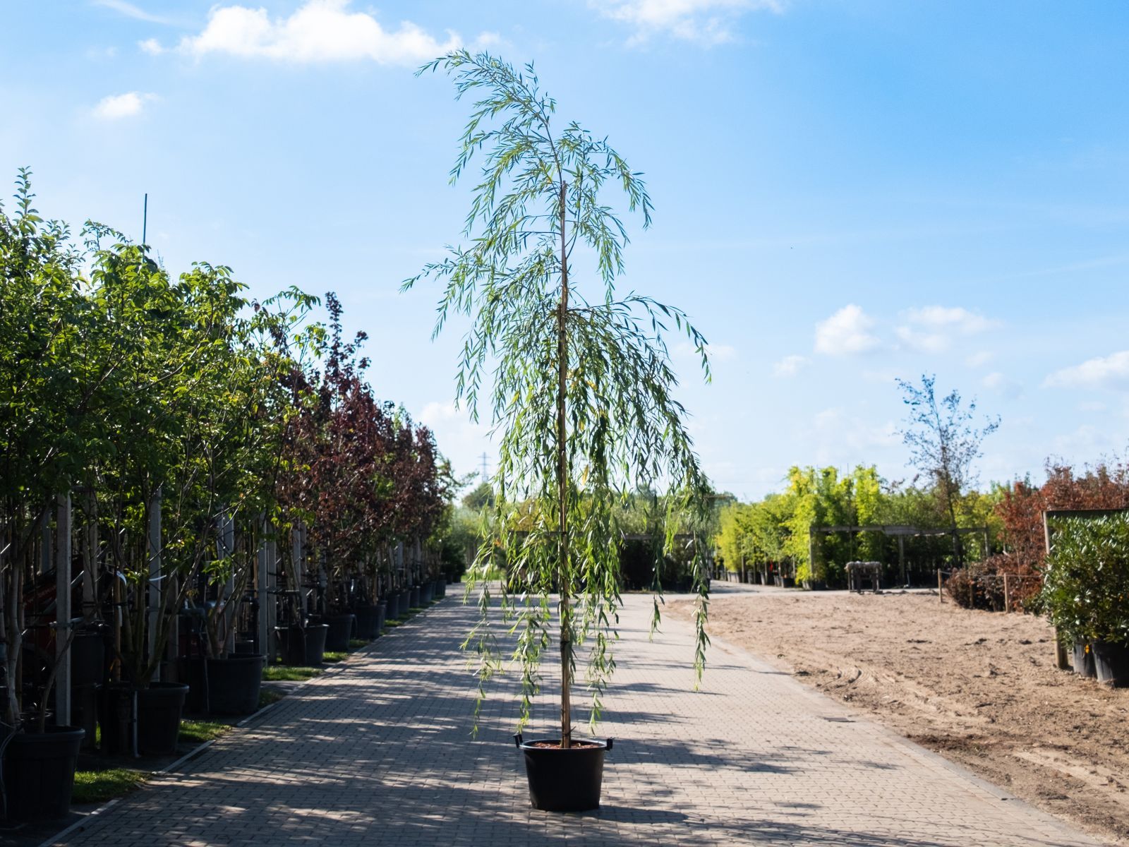 Salix alba pendula treur zomertijd