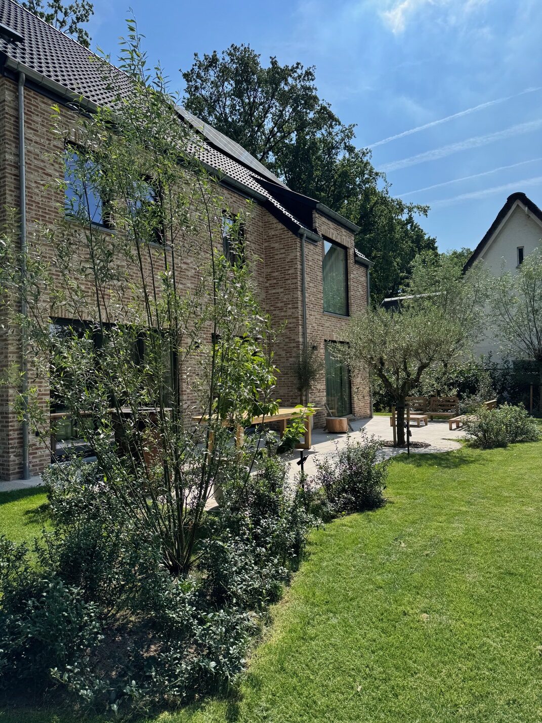 Salix alba wilg meerstammig aanplanten